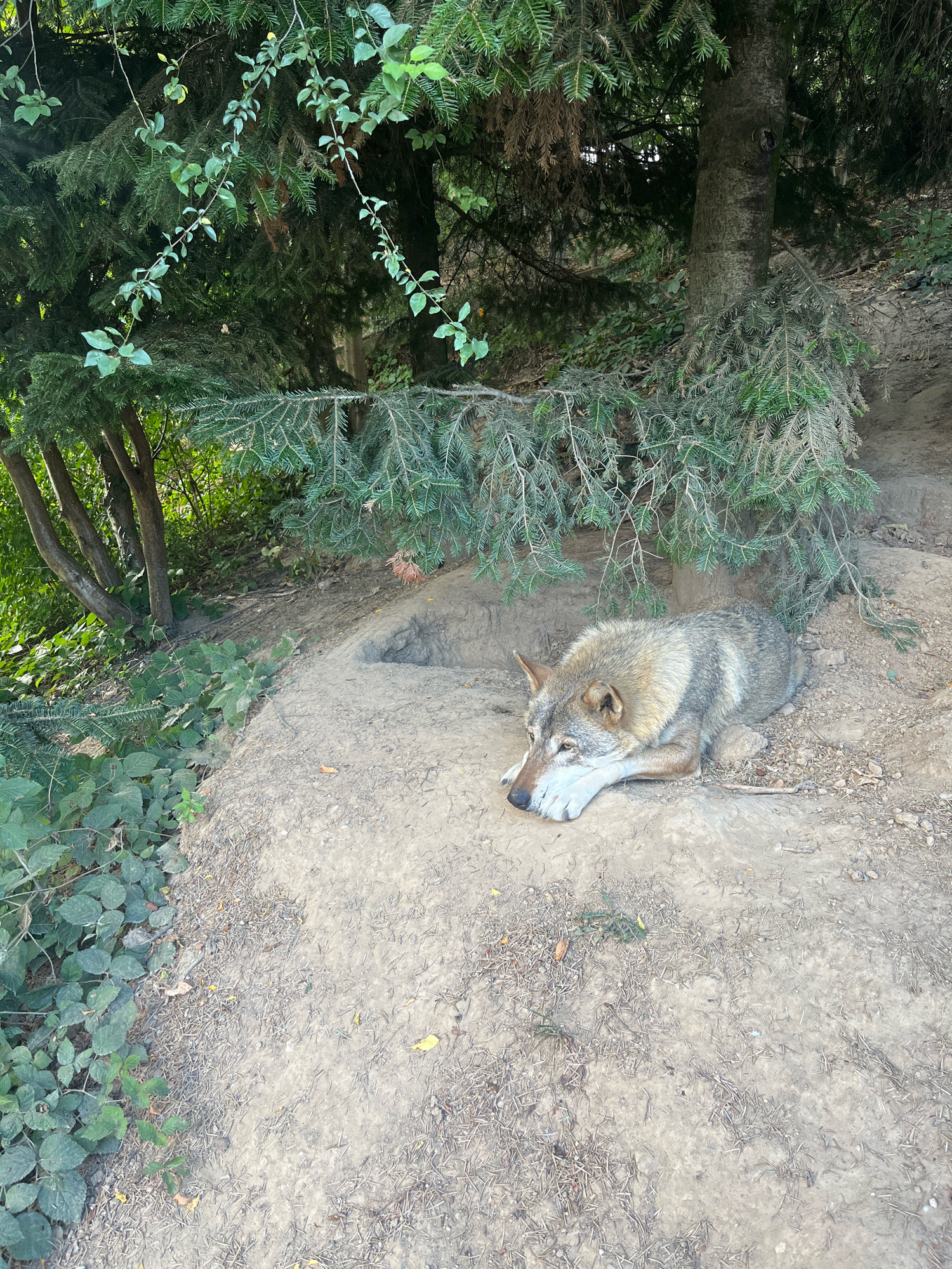 A wolf is lying down on the ground under some trees. The wolf is mostly gray and brown with some white markings. It is resting its head on its paws and appears to be looking down. The ground is made up of dirt and dry leaves. There are some green plants and trees in the background. The image was taken in the Brasov Zoo in Brasov, Romania.