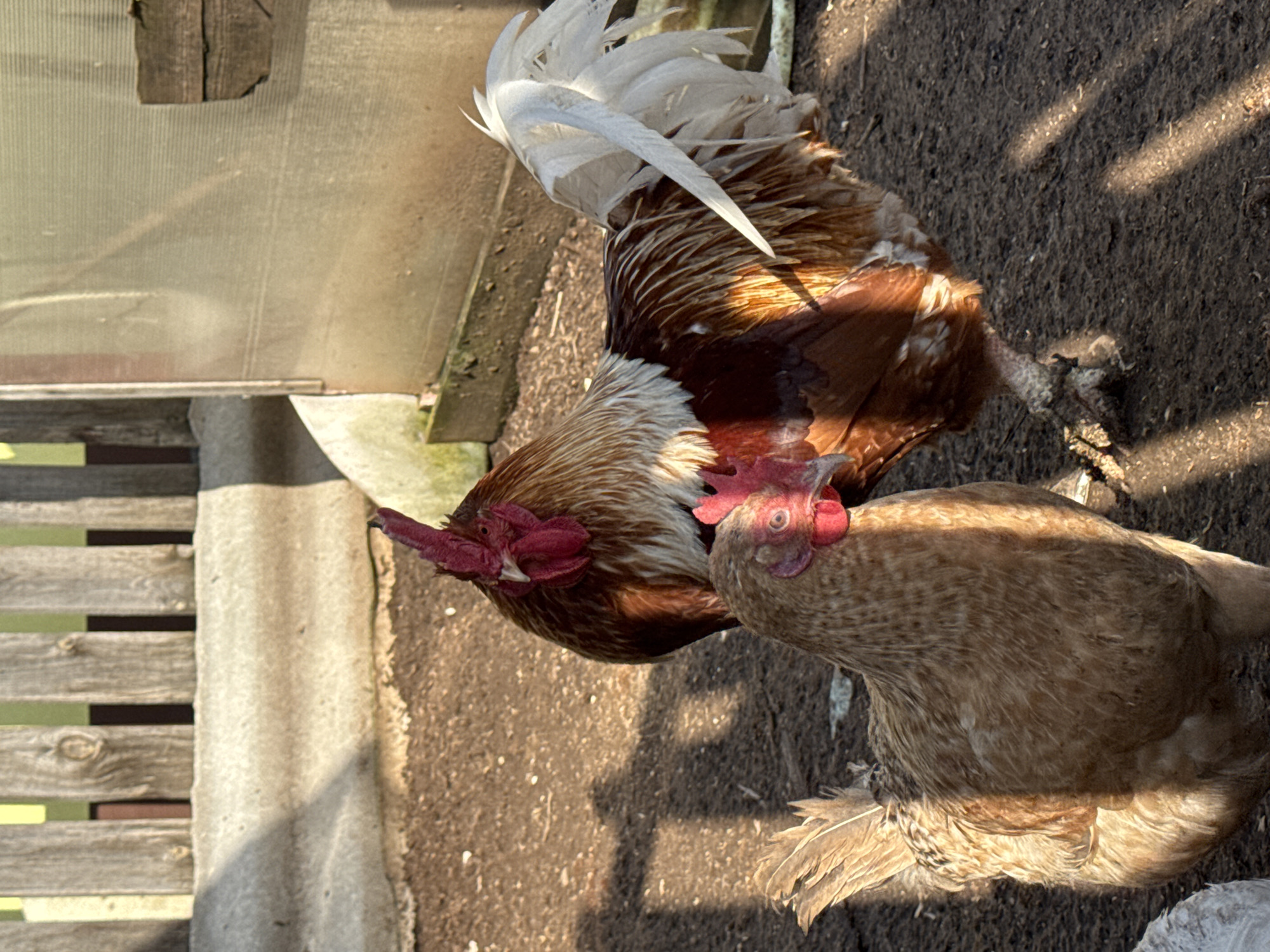 The image shows a rooster and a hen in a dirt enclosure. The rooster has brown and white feathers and a red comb. The hen is light brown. The enclosure is adjacent to a wooden structure with a corrugated barrier. The setting appears to be a rural or semi-rural area. The image was taken in Chaikovsky, Russia.