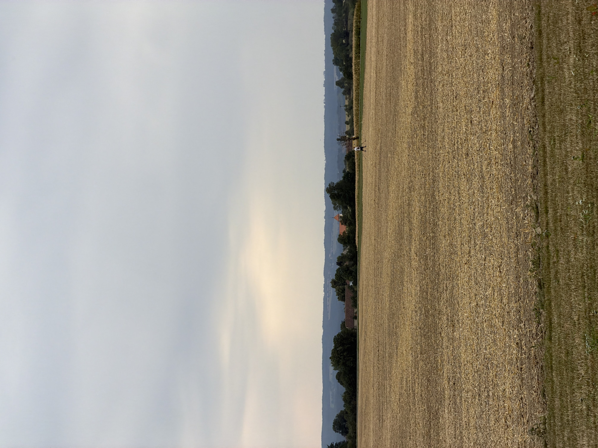 An outdoor, full-shot, vertical-orientation photograph captures a landscape in Nabočany, Czechia, under an overcast sky. The foreground is dominated by a freshly harvested field of straw, with stubble extending to the horizon. A thin strip of green grass borders the bottom edge of the image.

In the mid-ground, a person, appearing as a small figure, is walking from left to right across the straw-covered field. They are wearing a white top and dark bottoms. Further back, a line of trees forms a visual barrier, with some trees obscuring the view of buildings. Among the trees, a few structures are visible, including what appears to be a red-roofed building and another with a prominent steeple or tower. The background features rolling hills and a hazy horizon. The lighting is soft and diffused, consistent with an overcast day.