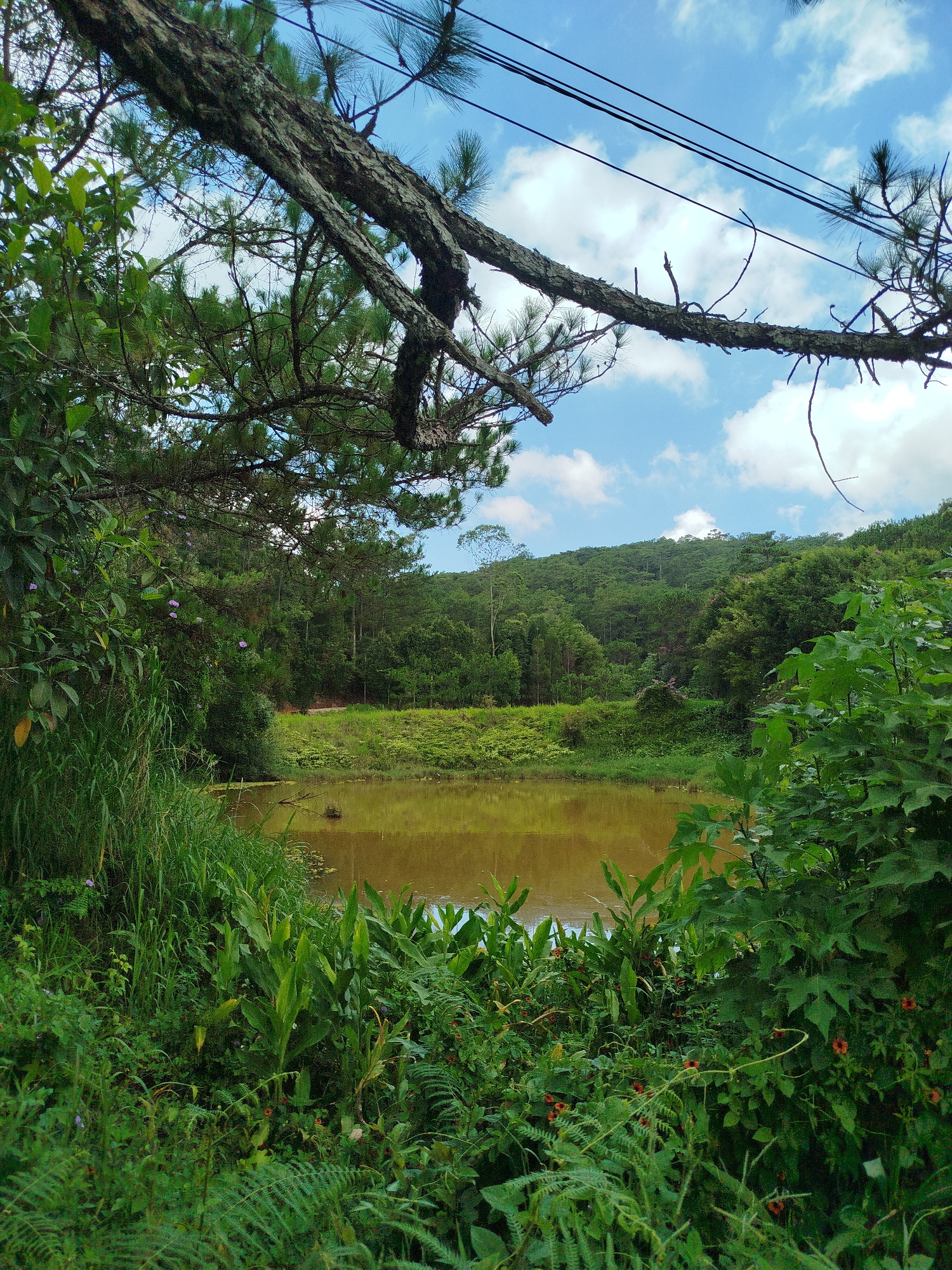 The image captures a tranquil scene in Cam Ly, Da Lat, Vietnam. A still, tan-colored pond occupies the center, reflecting the sky and surrounding vegetation. The pond is framed by dense, lush greenery, with tall grasses, broad-leafed plants, and flowering vines dominating the foreground. Mature trees, including pine with visible needles, form a canopy overhead, while power lines stretch across the sky. In the distance, a verdant hillside rises, covered in a mix of trees. The sky is blue with scattered white clouds.