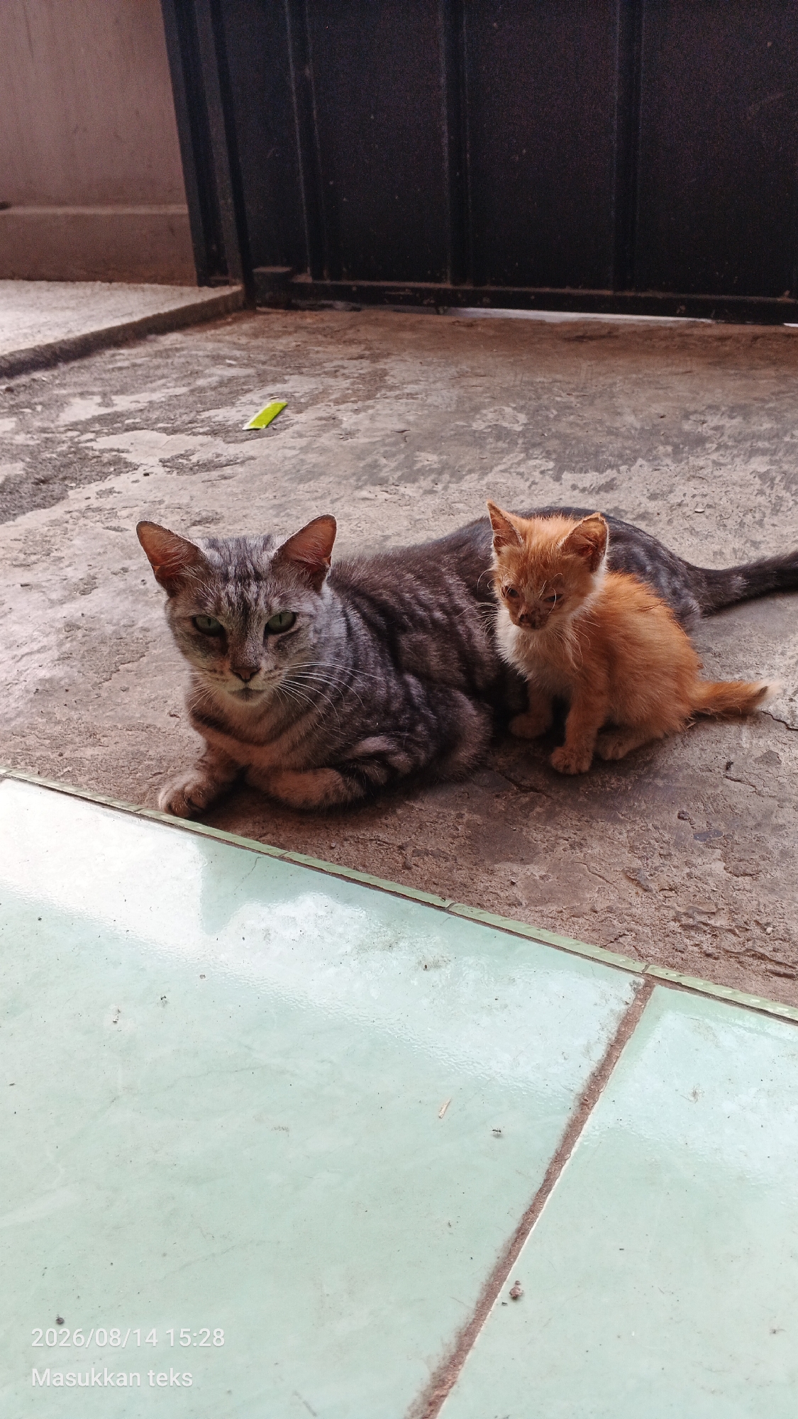 The image shows a mother cat and her kitten resting on a concrete floor. The mother cat is a tabby with gray and black stripes, and she is lying down with her head turned towards the camera. Her eyes are green and she appears to be alert. The kitten is small and orange, and it is sitting next to the mother cat, looking to the left. The floor is made of rough concrete and there are some light green tiles in the foreground. In the background, there is a dark metal fence. The image was taken on August 14, 2026, at 15:28. The location is identified as Jeru, Indonesia.
