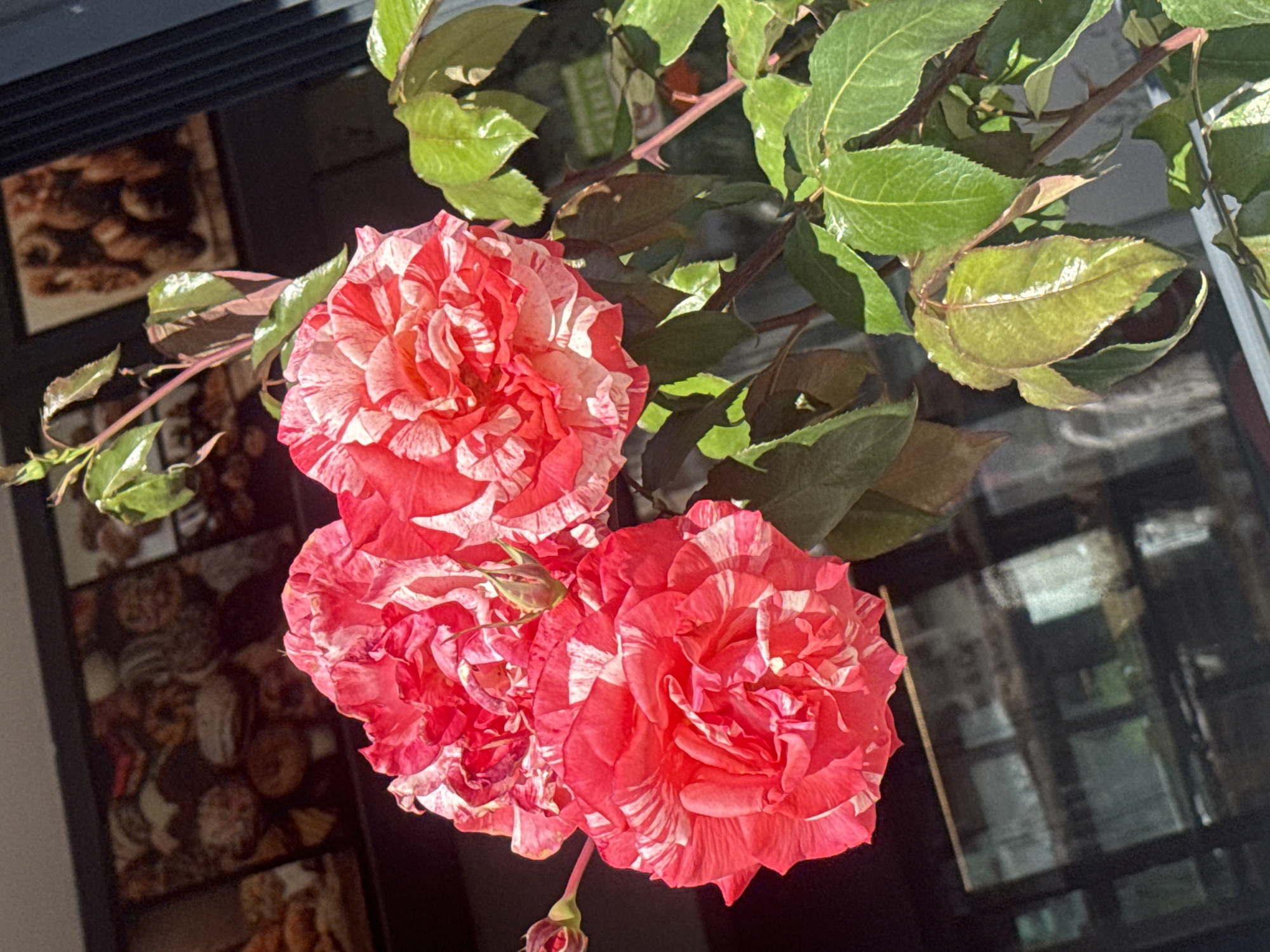 The image shows a close-up of a bouquet of red and white striped roses. The roses are in full bloom and are surrounded by green leaves. The roses are situated indoors, near a window that reflects the outside environment. In the background, a framed photograph of baked goods hangs on the wall. The city is not discernible.