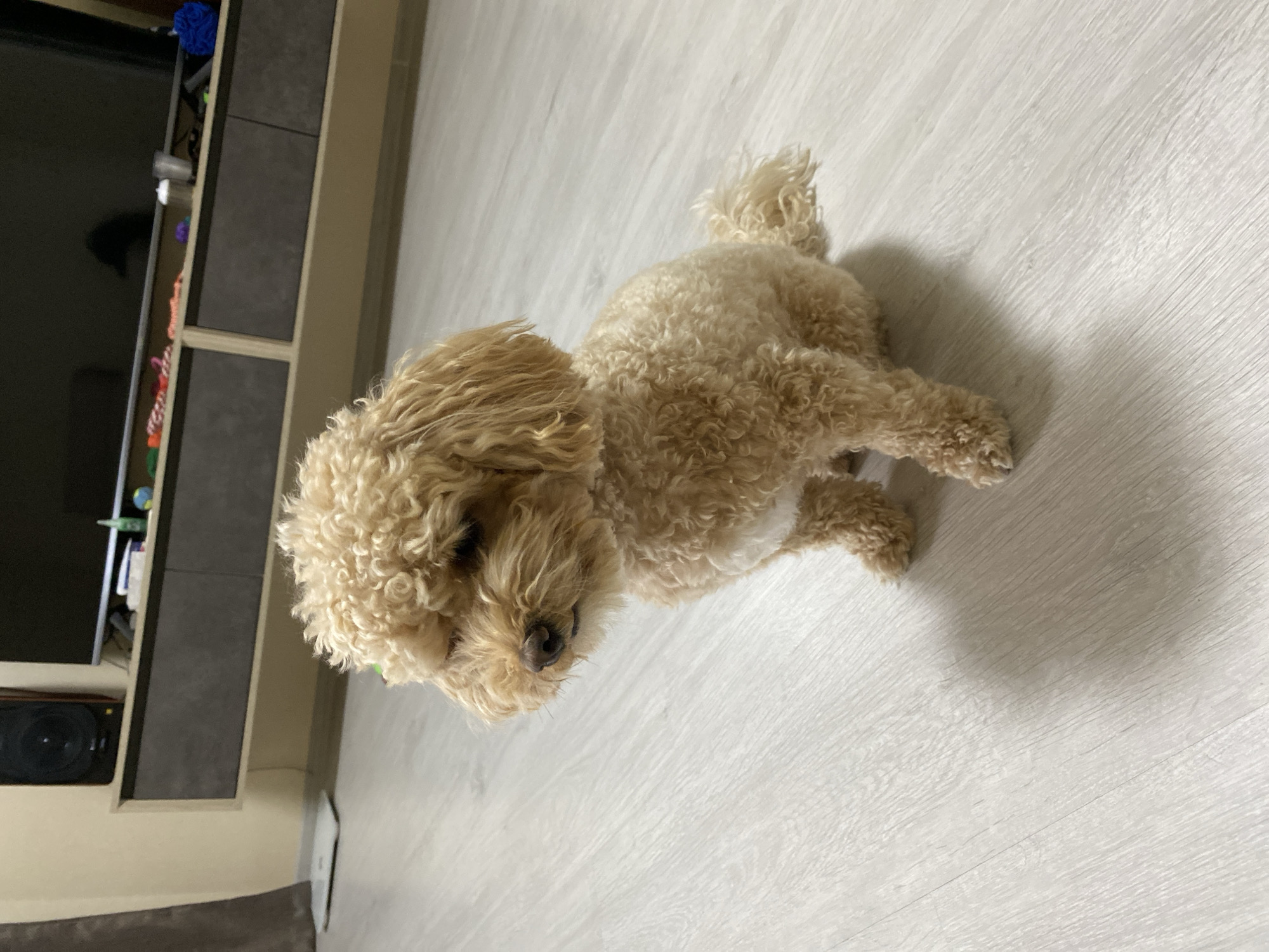 A small, light-brown poodle-type dog sits on a light, wood-look floor. The dog faces left, with its head angled towards the viewer. A dark entertainment unit stands against the wall to the left of the dog. The location is indoors.