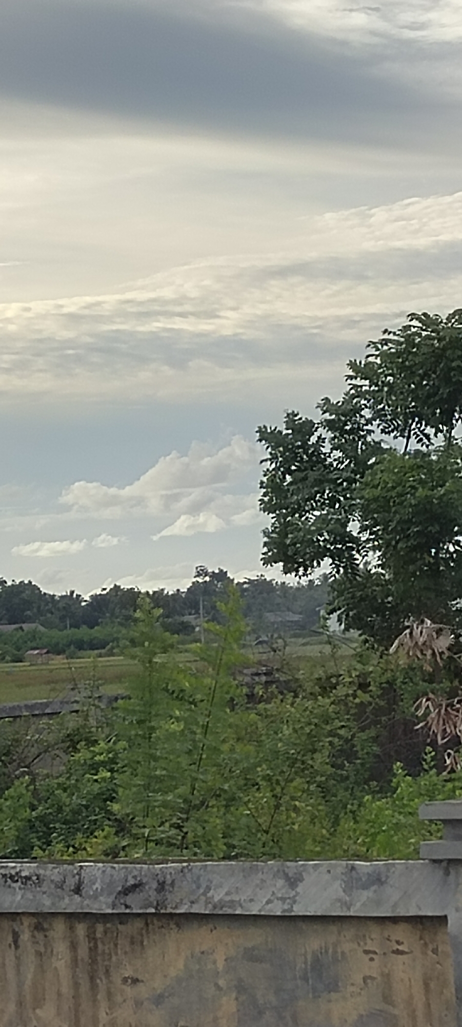 The image presents a view of a landscape in Ranto, Indonesia. Dominating the foreground is a weathered, gray concrete structure with visible staining and wear. Behind this structure is lush vegetation, including trees and shrubs, partially obscuring a view of rice paddies in the middle ground. Small rural structures are scattered amongst the fields. In the background, a line of trees marks the horizon, and a cloudy sky fills the upper portion of the frame. The lighting suggests an overcast day.