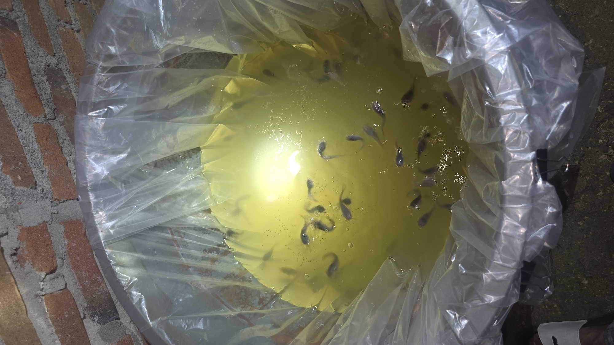 An open, clear plastic bag filled with a light yellow liquid sits on a surface composed of brick and concrete. There are numerous small, dark grey tadpoles swimming in the liquid. The bag is surrounded by crumpled clear plastic. The location is Lhokseumawe, Indonesia.