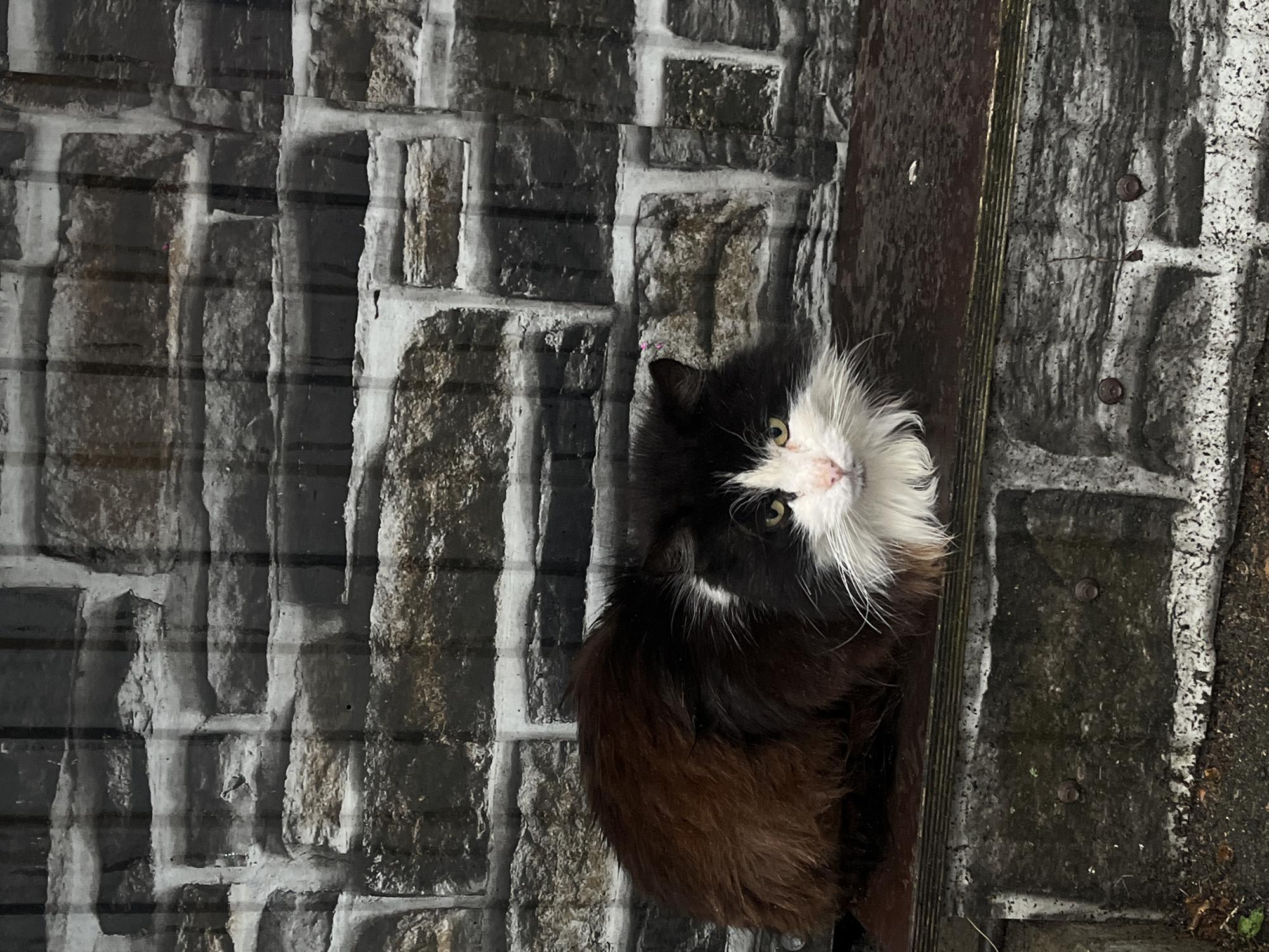 A domestic cat with striking black, white, and brown fur is the central subject of this overhead photograph, taken in Goryachiy Klyuch, Russia. The cat features a prominent white bib and muzzle, contrasting with its black face and body, while patches of reddish-brown fur are visible on its underside. Its eyes, a vivid yellow-green, are wide and focused directly upwards, conveying an alert and curious expression.
The cat is positioned outdoors, nestled against a textured wall composed of uneven, dark grey and lighter-colored stones or bricks with visible mortar lines, suggesting a rugged or aged structure. To the cat's right, a dark, weathered vertical plank, possibly made of wood or metal, runs alongside it. On an adjacent rough, dark grey ground surface, which appears to be concrete or asphalt, two round metal fasteners (likely nails or screws) are visible.
The image captures the cat in a moment of direct engagement, looking up at the camera or an unseen object above it. The lighting is soft and diffused, indicating either an overcast day or a shaded area, which accentuates the textures of the stone wall and the cat's fur without harsh shadows. The composition places the cat prominently in the lower right, with the textured wall filling the majority of the frame. There is no visible text in the image.
