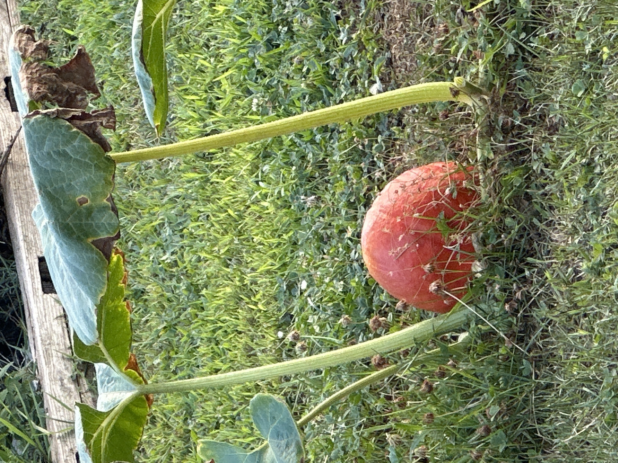 An orange pumpkin is nestled in tall green grass, with thick, light green stems and large, veiny leaves arching over it. A weathered wooden plank is visible in the upper background. The scene is set outdoors during daylight, with dappled sunlight illuminating the grass and the pumpkin. The image is devoid of people or animals. The location is not identifiable as Ljubljana, Slovenia.