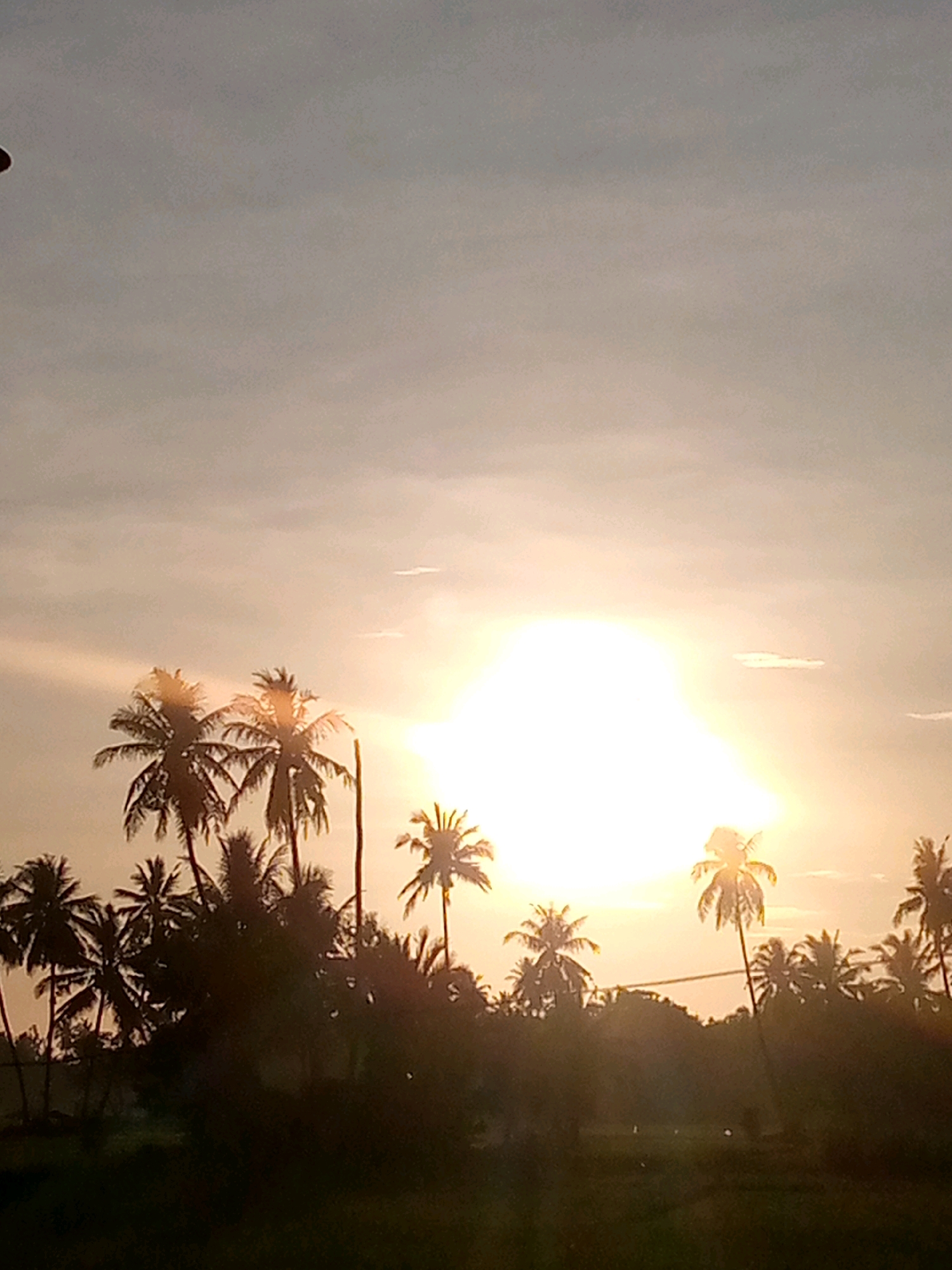 The image captures a sunset in Kutaglumpang, Indonesia, with the sun casting a warm, bright glow over a silhouette of palm trees. The sky is a gradient of pale grey and soft orange, indicating the twilight hour. Palm trees of varying heights and densities form a dark, distinct line against the bright sky, their fronds silhouetted. In the foreground, the lower portion of the image is dominated by the dark foliage of the palm trees and what appears to be lush vegetation. A faint outline of a field or open space is visible behind the trees. The overall scene evokes a tropical, serene atmosphere typical of Indonesian sunsets.