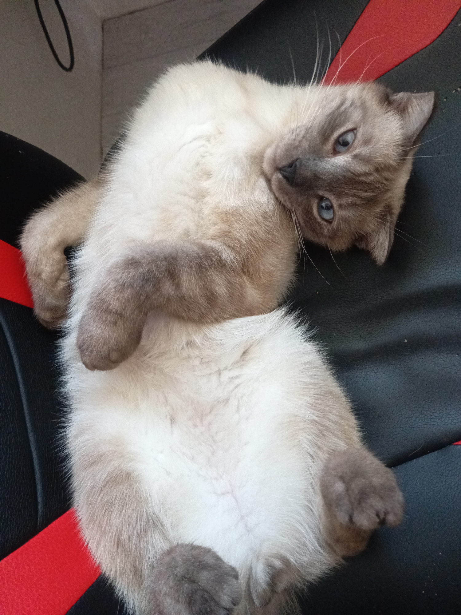 A light-beige cat with gray markings lies on its back on a black and red padded surface, possibly a chair. The cat's paws are curled up, and it is looking at the camera. The location cannot be determined from the image and Фоки, Russia is not relevant to the scene.