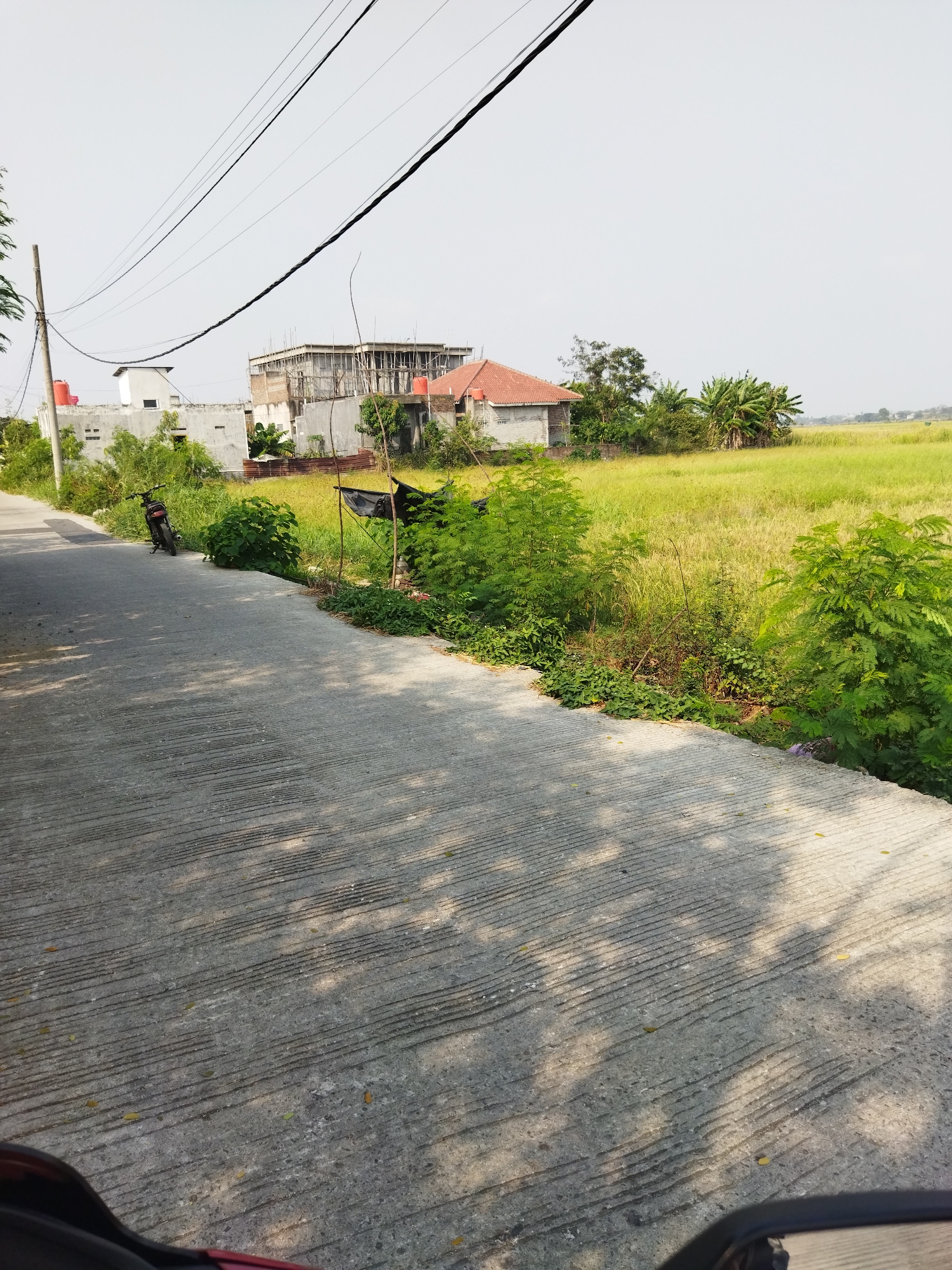 The image depicts a rural road in Gintung, Indonesia, with a field of golden-yellow rice paddies in the background. The road, made of textured concrete, is partially shaded by trees. A parked black motorcycle is visible on the left side of the road, near a cluster of green bushes. In the distance, a multi-story building under construction is apparent, along with a smaller, completed house with a red roof. Power lines crisscross the sky above the scene. The environment is an open, sunny day with a clear, pale sky.