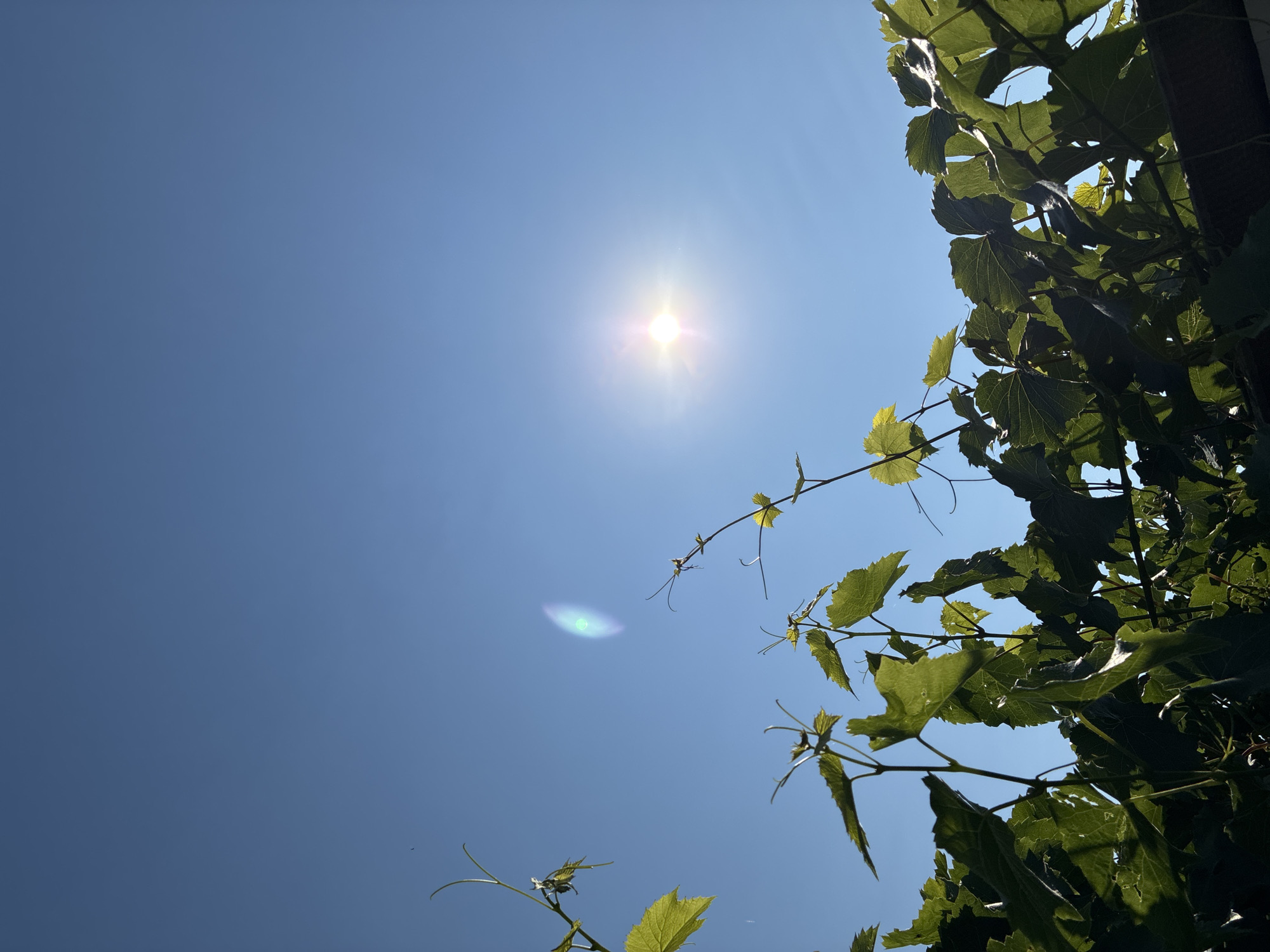 This is a close-up, low-angle shot of green grape leaves against a bright blue sky. The sun is visible in the upper right quadrant of the image, creating a lens flare effect. The leaves appear lush and healthy, with some sunlight filtering through them. There are no people or animals visible in the image. The setting is outdoors, likely a vineyard or garden. There is no information in the image to suggest a specific location within Zhirnov, Russia.