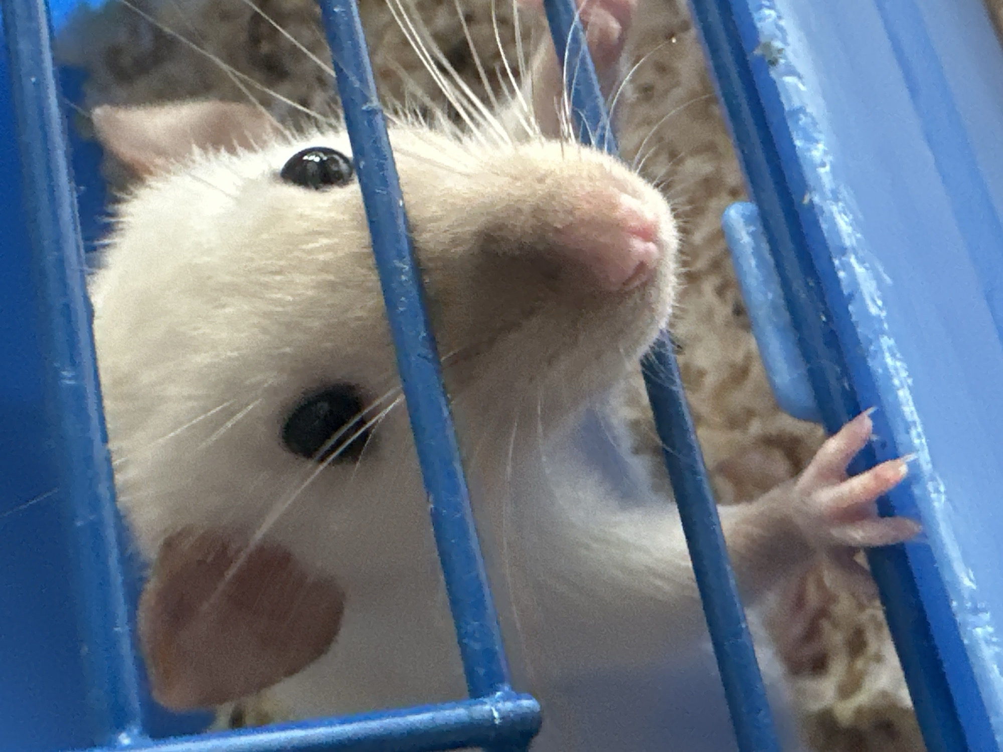 A close-up shot shows a light-colored rat, possibly white or beige, within a blue metal cage. The rat's head and upper body are visible, with its face pressed against the cage bars. It has small, dark eyes and a pink nose. One of its front paws is gripping the bars. The cage appears to contain bedding or other material in the background. The photo does not contain information to indicate location in the city of Stavropol, Russia.