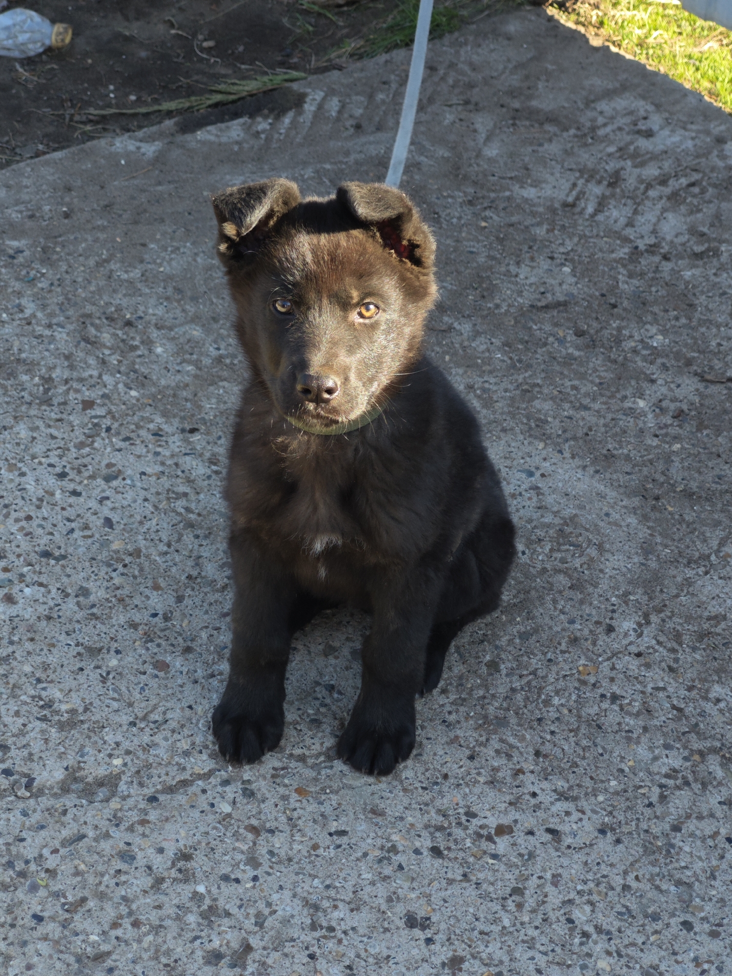 A dark-furred puppy with tan eyes is sitting on a concrete surface. The puppy wears a light green collar. A white leash extends upwards out of frame. In the background, there is grass and a concrete structure with debris. The city location is not discernible from this image.