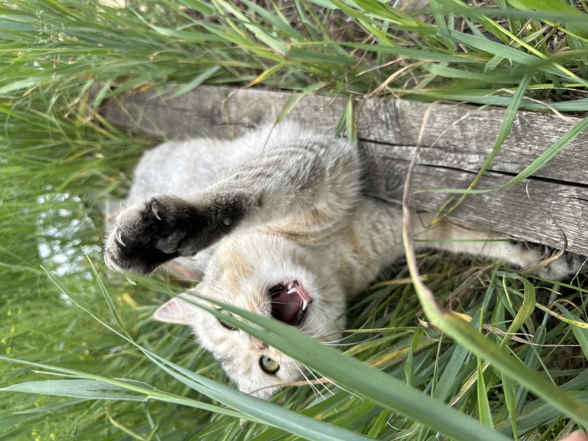 A cat with light-colored fur, black markings, and green eyes is lying on its back in tall green grass. The cat's mouth is open, revealing its pink tongue and teeth. One of its front paws is extended upward, with claws visible. A weathered wooden plank is positioned diagonally behind the cat. The background consists of more green grass and blurred foliage. The scene appears to be outdoors, possibly in a garden or a field.