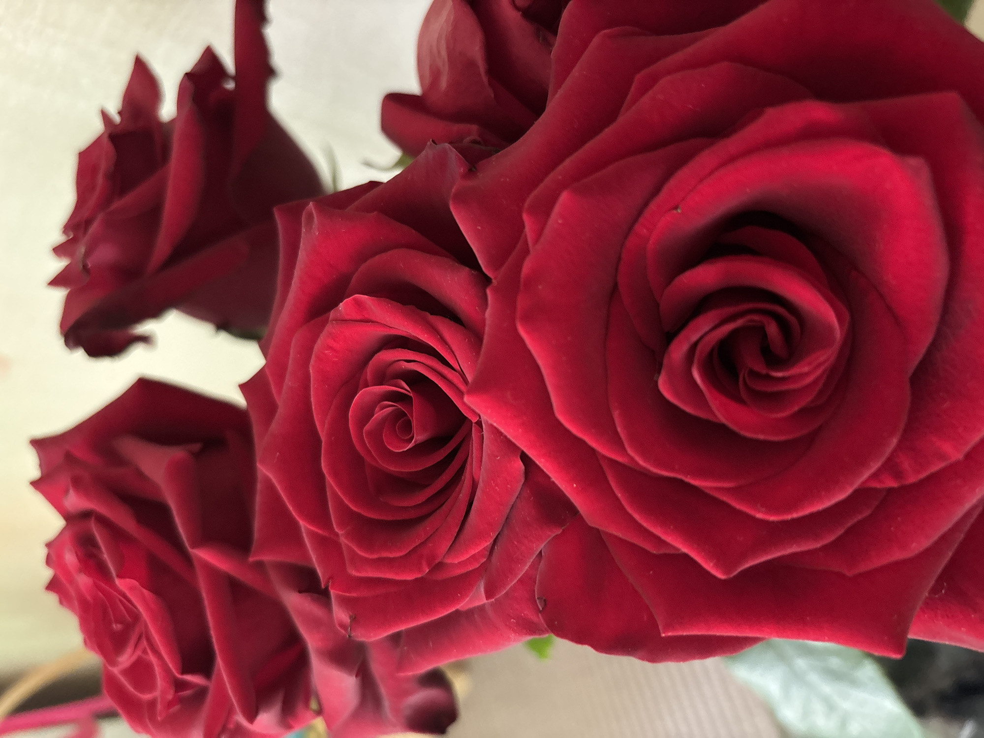 The image is a close-up, low-angle, vertical shot of a bouquet of deep red roses. The roses are in full bloom, with many layers of velvety petals. The lighting highlights the texture and rich color of the flowers, creating a soft, romantic atmosphere. The background is blurred and out of focus, with hints of neutral colors like beige and white, suggesting an indoor setting. There are no people or specific environmental features like buildings or streets visible to indicate a location in Rusanovo, Russia.