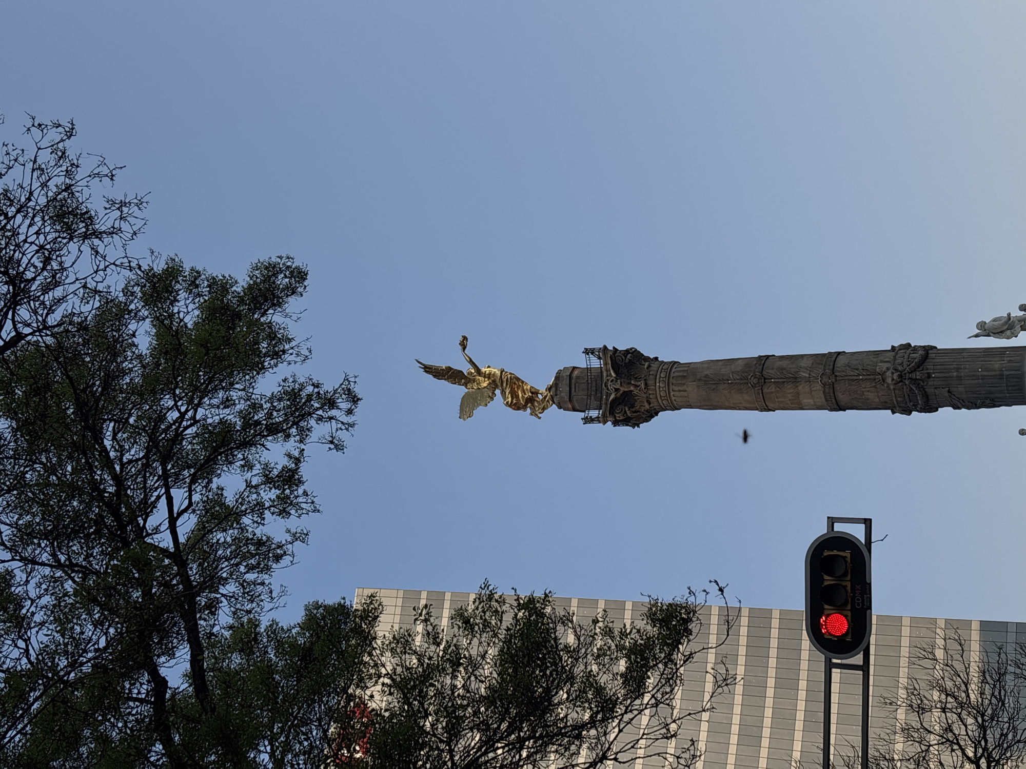 The image presents a low-angle view of El Ángel de la Independencia monument in Mexico City, Mexico, under a clear, light blue sky. The photograph is rotated 90 degrees clockwise, making the monument appear horizontal across the upper part of the frame.
The golden statue of the Winged Victory, El Ángel, is a prominent subject, depicted with outstretched wings and holding a laurel wreath, seemingly flying from the top of its ornate, dark-colored column. The column itself features intricate sculptural details along its length.
In the foreground, silhouetted against the sky, are the dark branches and foliage of several trees, framing the left and lower-left portions of the image. Towards the lower right, a modern traffic light is visible, displaying a red signal. The traffic light also features the text "CDMX," an abbreviation for Mexico City. Behind the trees and the traffic light, part of a contemporary building with a patterned facade can be seen. A small, dark shape, possibly a bird or insect, is visible in the sky near the monument's column.
The scene depicts an urban outdoor setting during what appears to be a bright, clear day, likely morning or early afternoon, given the crispness of the light and the absence of clouds. No human activity is explicitly shown, but the presence of the traffic light suggests a busy city environment.