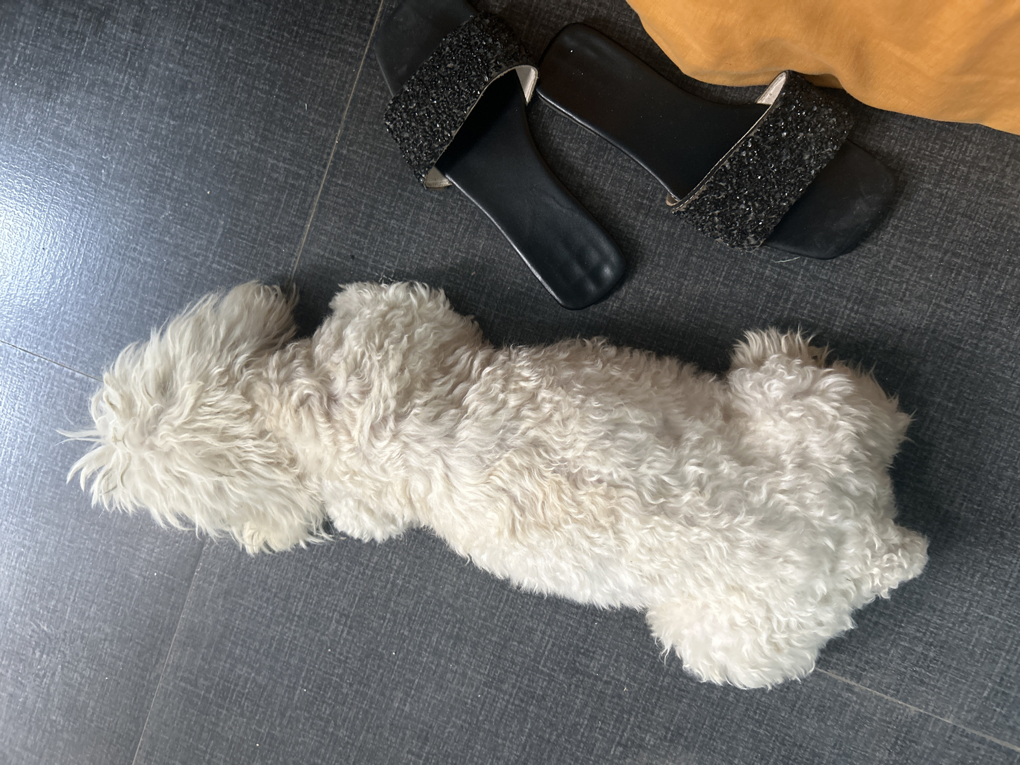 A fluffy, white dog lies on its side on a dark gray tiled floor. To the right of the dog are a pair of black slip-on sandals adorned with sparkling black embellishments. A sliver of bright orange fabric is visible in the lower right corner of the image. This scene is set within a domestic environment in Juan Griego, Venezuela.