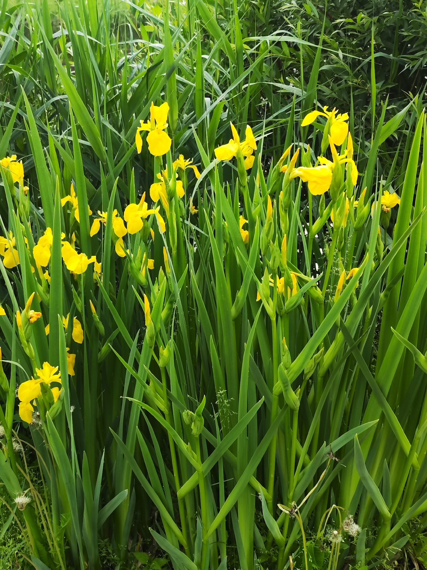The image captures a vibrant, lush natural scene dominated by numerous yellow irises (likely *Iris pseudacorus*, or yellow flag iris) and their tall, sword-shaped green leaves. The irises are in various stages of bloom, with many open, bright yellow flowers scattered throughout the dense foliage, and several unopened buds visible, promising more blooms.
The scene is a close-up, focusing on the mid-ground, where the yellow flowers stand out against a backdrop of rich green. The leaves are prominent, filling most of the frame, showing different shades of green and some appearing to have small water droplets, suggesting dew or recent rain. In the deeper background, a darker mass of green foliage or trees can be seen, hinting at a natural, possibly overgrown, environment.
In the lower foreground, particularly towards the bottom right, some dried plant matter resembling dandelion seed heads (pappus) is visible, indicating the presence of other flora in this natural setting. There are no people or man-made objects present, emphasizing the wild, untamed nature of the location. The lighting appears soft and diffused, characteristic of an overcast day or early morning/late afternoon, without harsh shadows. The overall impression is one of natural beauty and tranquility in a flourishing environment, likely a wetland, riverbank, or marshy area, consistent with the habitat of yellow irises in regions like Chaikovsky, Russia. There is no visible text.