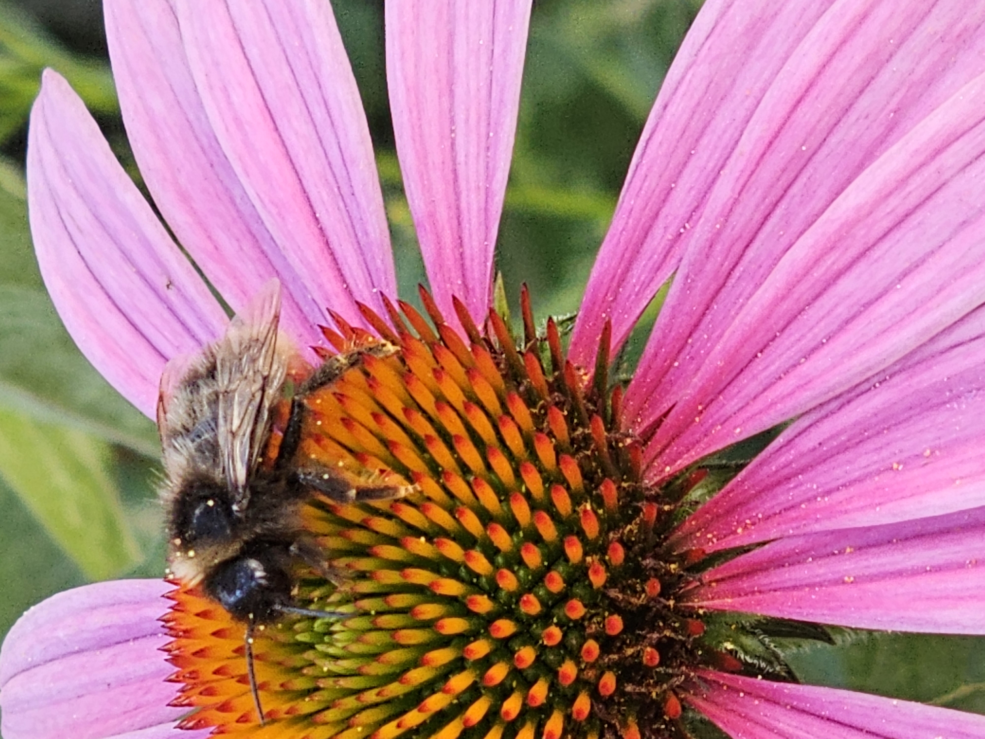 A close-up, macro shot captures a bumblebee on the vibrant center of a pink coneflower. The bumblebee, with its fuzzy, dark brown and black body, is positioned with its head down, seemingly collecting pollen. The coneflower's center displays a gradient of colors, from green at the base to bright orange and red at the tips of its numerous florets. Pollen grains are visible sprinkled on the bumblebee and the flower's surface. The flower's pink petals, with delicate veins, extend outwards, creating a soft backdrop. The background is a blur of green foliage, indicating an outdoor setting. The image is sharp, highlighting the intricate details of the bee and the flower. The location is identified as Moscow, Russia, suggesting this natural scene is found within the city's parks or gardens.