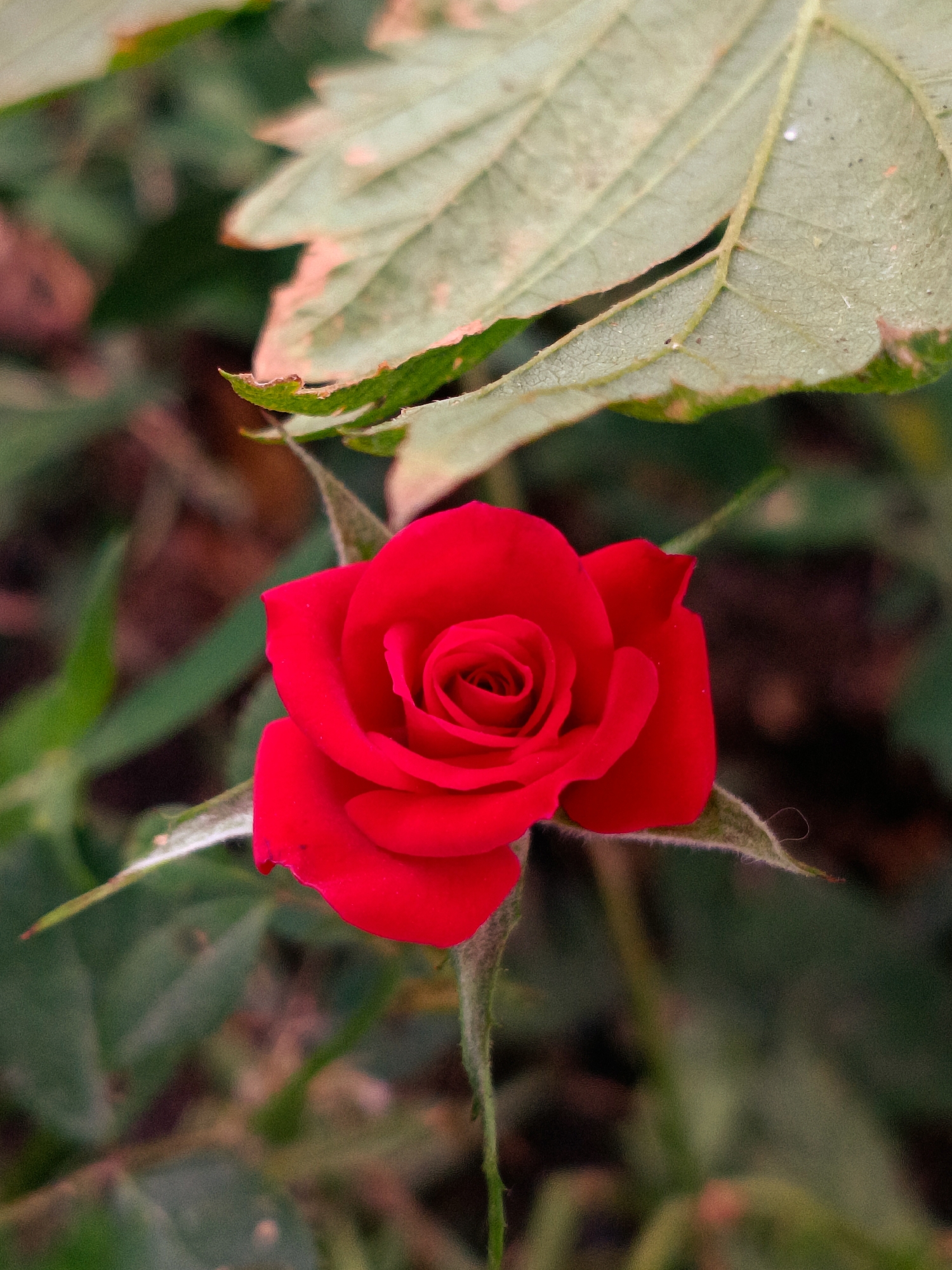 A close-up, vertical shot shows a single, vibrant red rosebud in full bloom. The rose is the central subject, with its petals tightly curled inward, forming a spiral pattern. The rose sits in the lower center of the frame, with a stem visible below. Surrounding the rose are several green leaves. Two larger, textured leaves with a pale green hue and hints of pink and brown are positioned in the upper portion of the image, one partially obscuring the other. Other green foliage is visible in the blurred background, along with some dark brown, earthy tones. The lighting appears natural, with no harsh shadows. The overall scene is that of a rose in a garden or natural outdoor setting. No people or specific landmarks are identifiable. The location of Tash-Dobo, Kyrgyzstan, cannot be determined from the visual information provided in the image.