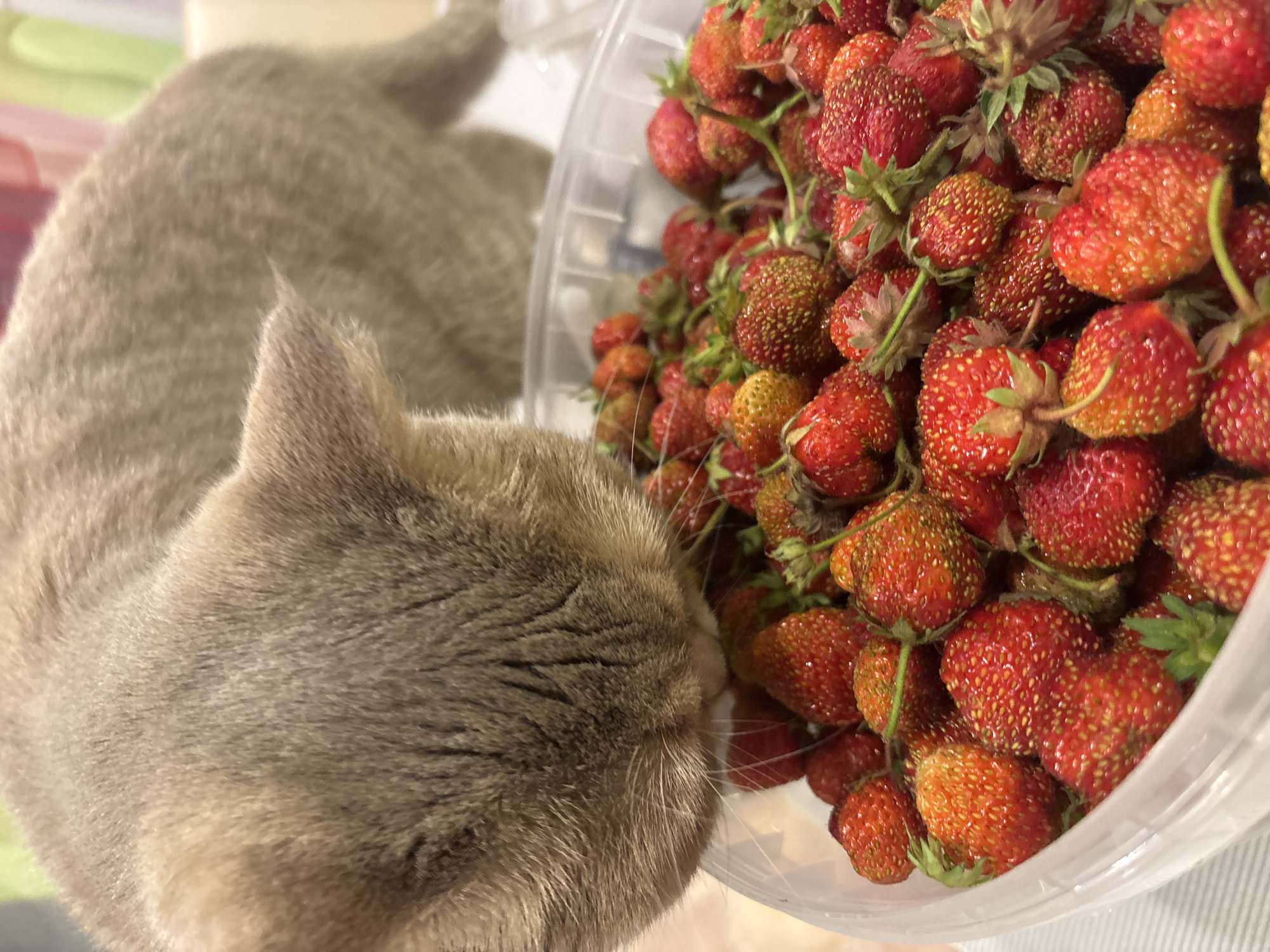 The image shows a close-up view of a domestic cat sniffing a container filled with fresh strawberries. The cat, with its light gray fur, is positioned on the left side of the frame, with its head and face focused on the strawberries. The strawberries, a vibrant red and orange, are abundant in a clear plastic container, spilling out slightly. Their green stems are visible, indicating they are freshly picked. The background is blurred, but suggests an indoor setting with soft, neutral lighting, possibly suggesting daytime. The overall mood is calm and curious, with the cat showing interest in the fruit. The scene appears to be set in Chaikovsky, Russia. There is no visible text in the image.