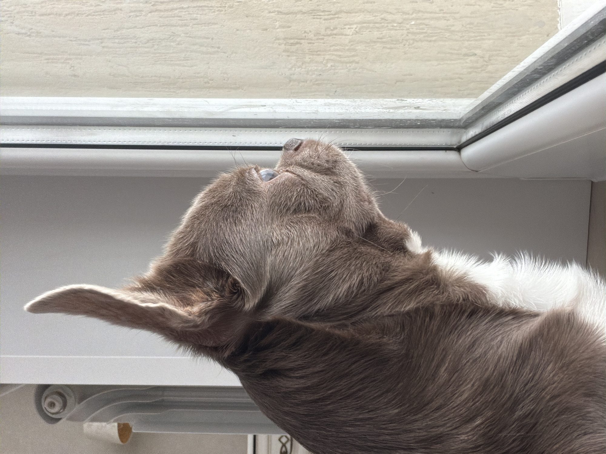A brown and white goat is looking up towards a closed window. The scene is indoors. There is no verifiable information to indicate the location is Votkinsk, Russia.