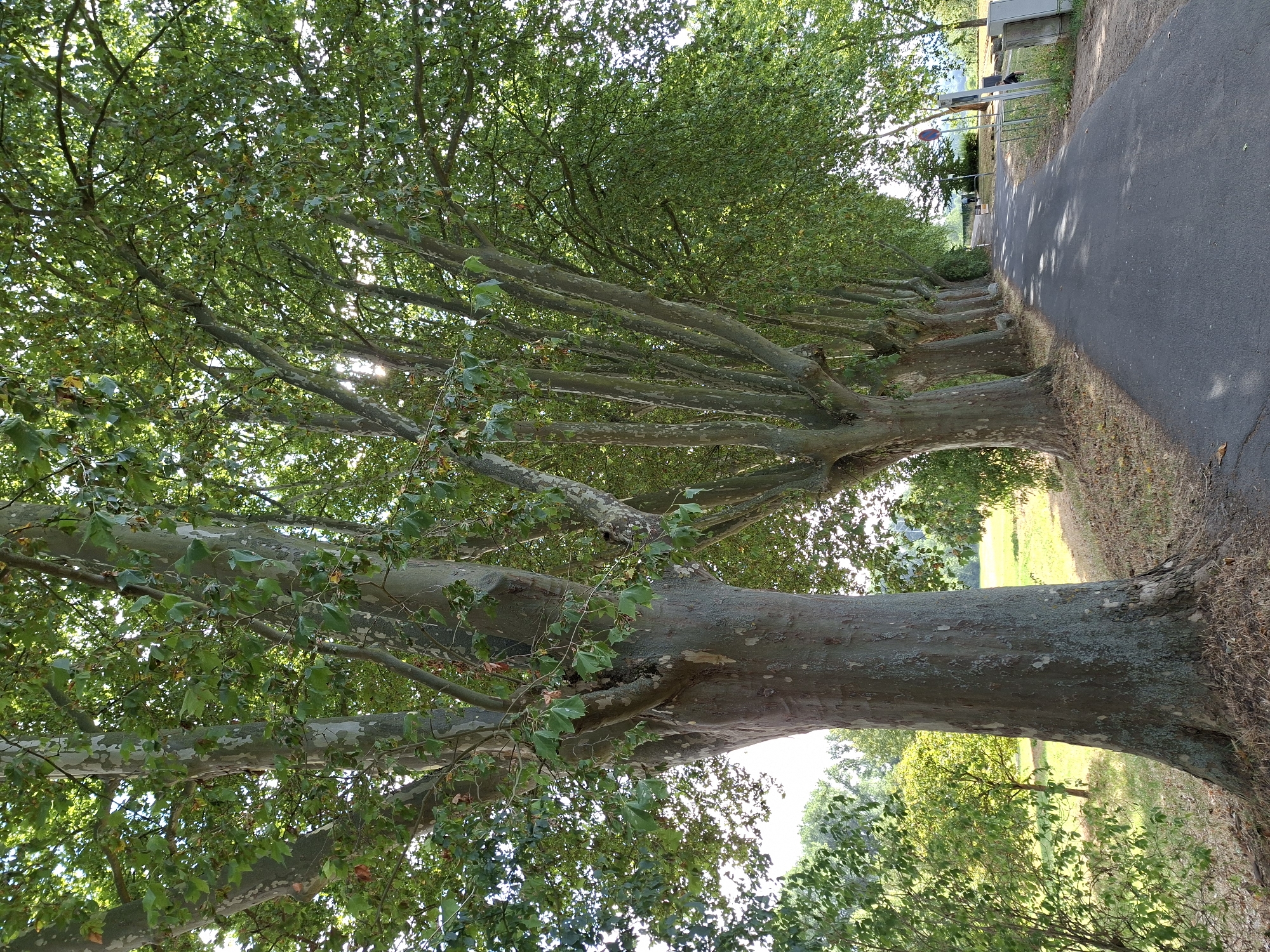 A tree-lined road in Wiesbaden, Germany is depicted. The image features a row of large, mature plane trees with characteristic mottled bark, their branches forming a leafy canopy overhead. Sunlight filters through the leaves, casting dappled shadows on the asphalt road, which curves gently into the distance. On the left side of the road, a grassy field is visible, dotted with smaller trees and bushes. On the right side of the road, there are some modern metal structures, possibly waste bins or street furniture, and a red and white circular traffic sign. In the distance, a few figures can be seen walking along the road, and a building is partially visible. The overall impression is a peaceful, natural setting within a park or suburban area.