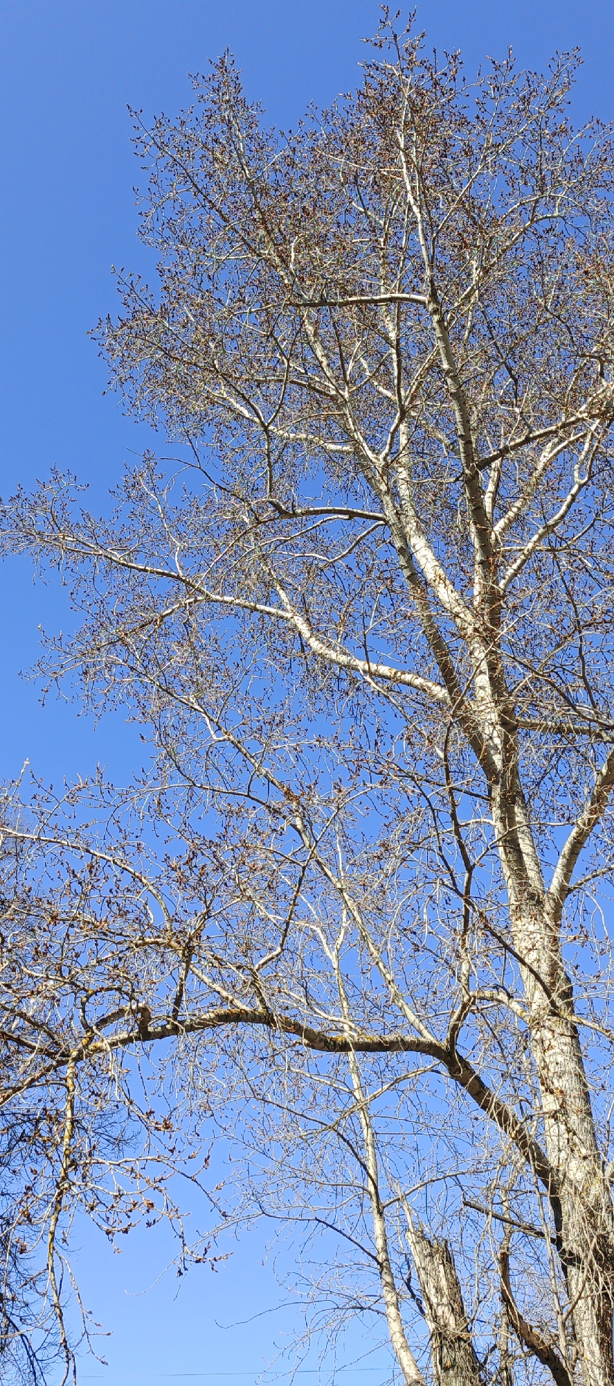 The image presents a close-up view of the intricate, bare branches of a large deciduous tree against a clear, brilliant blue sky. The tree's trunk and major branches, prominent on the right side and center of the frame, exhibit a light-colored, possibly silvery-gray bark, which contrasts sharply with the deep blue backdrop. Countless thinner branches and twigs spread across the entire upper and central portions of the photograph, forming a complex, interwoven pattern. These fine twigs are dotted with numerous small, dark brown buds, suggesting the tree is in its dormant winter state or on the cusp of awakening in early spring, before the emergence of leaves. The sky is uniformly blue and cloudless, indicating bright, sunny weather. No people, animals, or human-made structures are visible. The scene captures a moment of natural tranquility, focusing solely on the structural beauty of the tree. Given the location context of Chaikovsky, Russia, this snapshot reflects the typical appearance of a deciduous tree during the colder months or transitional period into spring. There is no discernible text in the image.