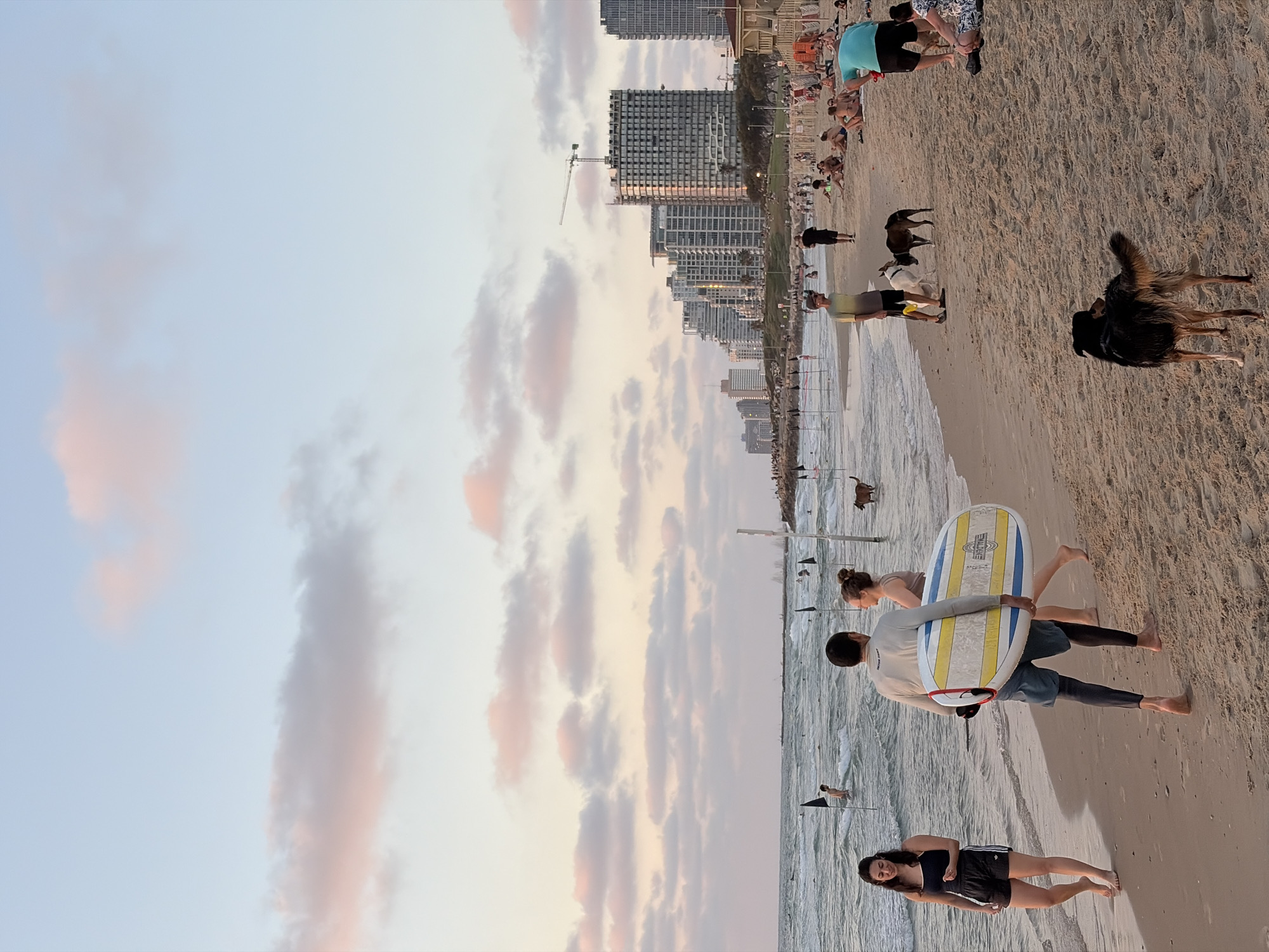 This image depicts a busy beach scene in Tel Aviv, Israel, likely during the late afternoon or early evening, given the soft, pastel hues of the sky and clouds. The foreground shows a sandy beach with several individuals and dogs. A woman in a black tank top and shorts walks towards the left of the frame, while a man carrying a surfboard with blue and yellow stripes walks away from the viewer towards the right. Behind them, another woman with her hair in a bun is walking. Two dogs are visible in the mid-ground, one appearing to be a darker mixed breed and the other lighter. Further back, more people are scattered across the sand, some sitting and others standing.
The ocean is visible to the left, with gentle waves and several people swimming or wading. Black flags are planted in the water, possibly marking a swimming area or a surfing zone. In the distance, a prominent skyline of modern high-rise buildings lines the coastline, characteristic of Tel Aviv. A construction crane is visible atop one of the buildings, suggesting ongoing development. The overall atmosphere is one of a relaxed, public space where people are enjoying a beach day.