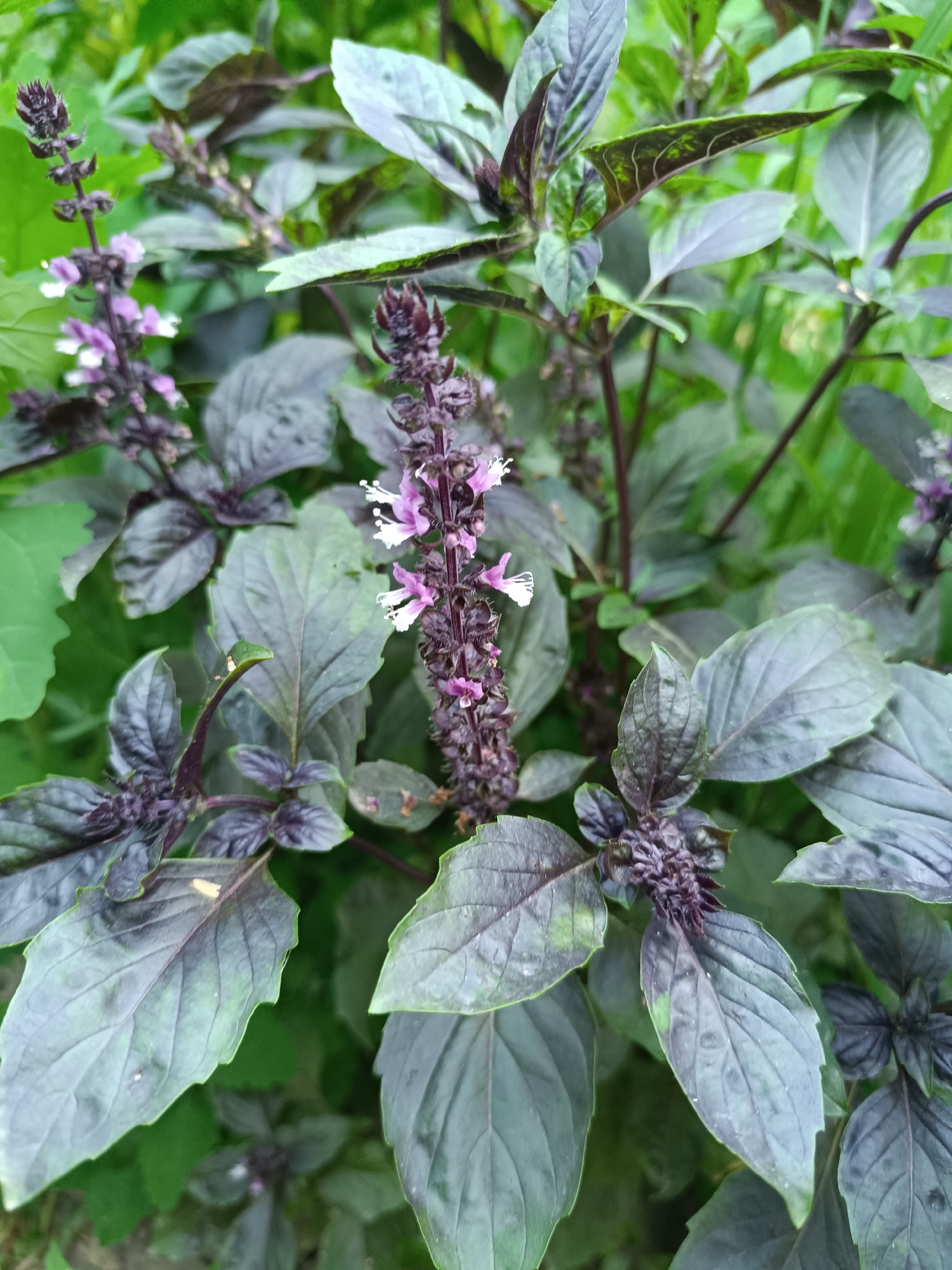 The image shows a close-up view of a dark-leafed basil plant with purple flower spikes. The leaves are oval-shaped with serrated edges and a deep purple-green color. The flower spikes are elongated and bear small, delicate white and purple blossoms. The background is a blur of green foliage, suggesting an outdoor garden setting. The image is taken from a slightly elevated perspective, looking down at the plant. No people or specific location markers are visible.