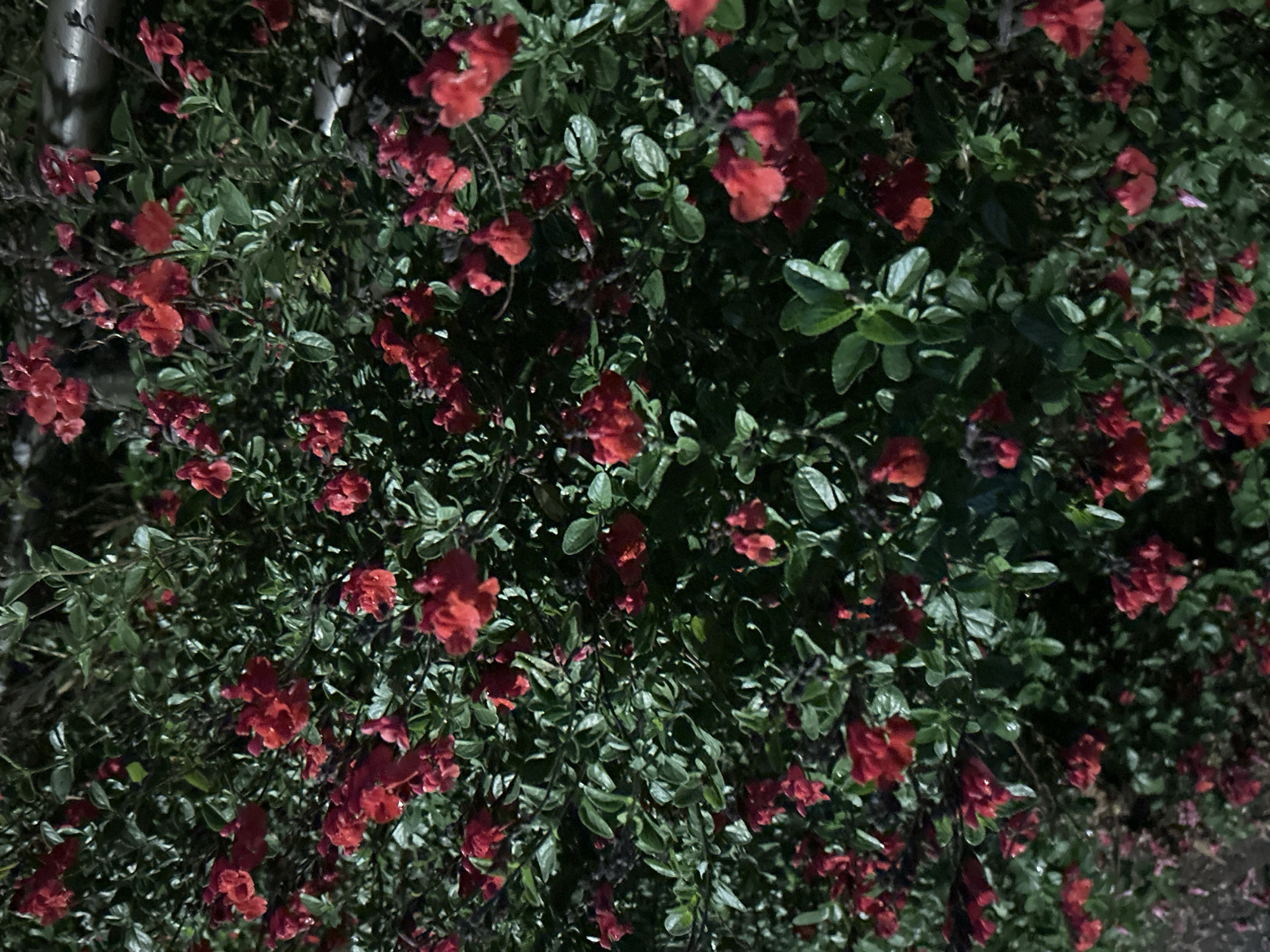 The image presents a close-up view of a dense bush filled with small red flowers and green leaves, likely taken at night or in low-light conditions. The exact location within Strasbourg, France is not discernible from the image. The scene contains no people, actions or interactions.