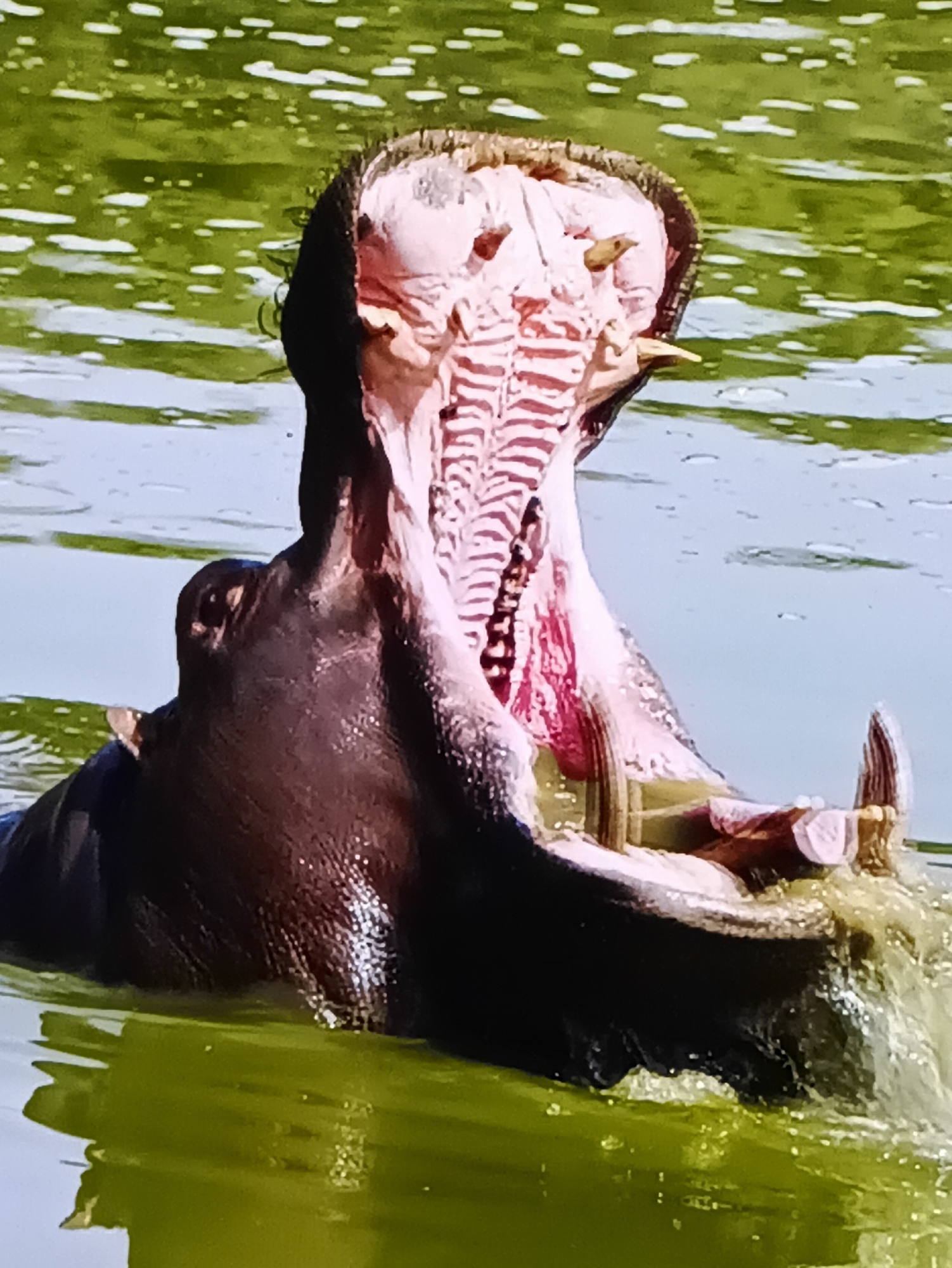 The image is a close-up, medium shot of a hippopotamus in murky green water, with its massive mouth open wide. The hippo's head and upper body are visible as it emerges from the water, with a splash of water around its shoulders. Its pink mouth interior is lined with rows of large teeth, and its tongue is a prominent feature. The water is textured with light reflections and small white patches, suggesting ripples or foam. The image does not depict any urban or specific geographical features, and therefore, cannot be associated with Kamianets-Podilskyi, Ukraine.
