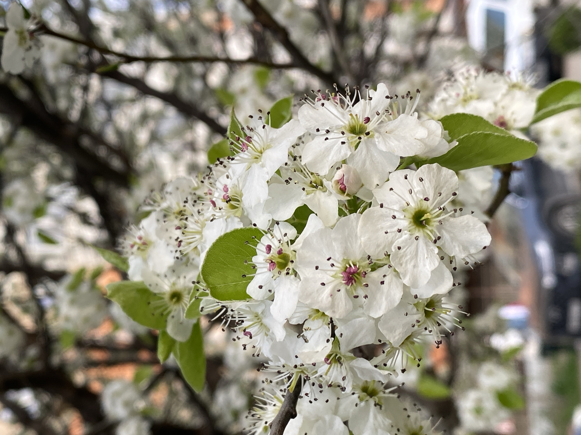 The image shows a close-up of white blossoms on a tree branch. The blossoms have dark anthers and pink pistils. A few green leaves are visible. The background is blurred, suggesting an urban environment, potentially a residential street in the city of Unknown, Unknown. The branch and blossoms are the main subject of the image.