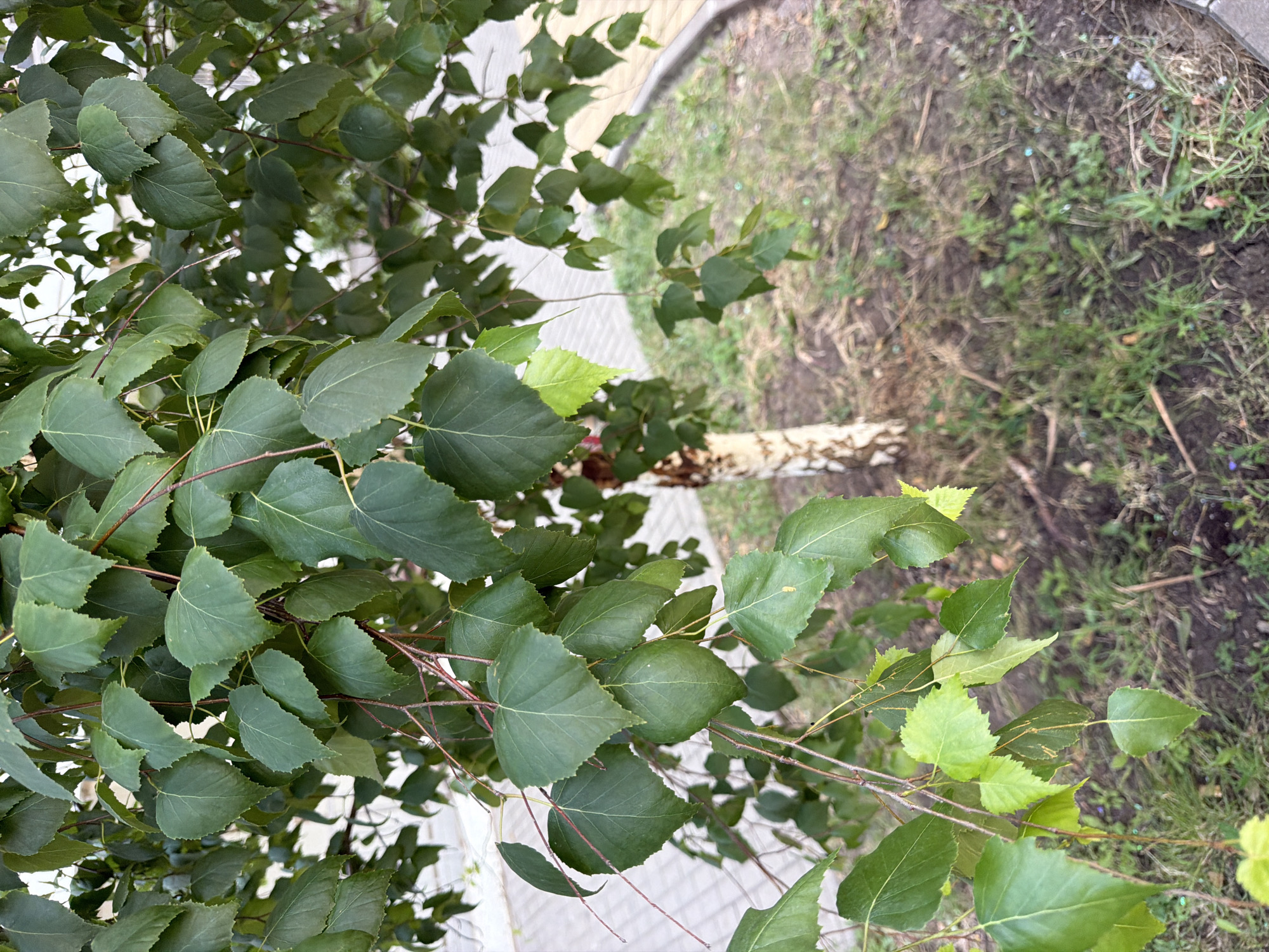 The image depicts a close-up view of a birch tree with green leaves. The tree trunk, characteristic of birch trees with its white and brown bark, is partially visible on the right side of the frame. The leaves are dense and overlap each other, with some branches extending into the foreground. The background shows a paved surface, possibly a sidewalk or path, adjacent to a grassy area with soil. The lighting suggests it is daytime, with natural light filtering through the foliage. The scene appears to be an outdoor urban environment, consistent with a park or street in Rostov-on-Don, Russia, though no specific landmarks are identifiable. No people or animals are present in the image.