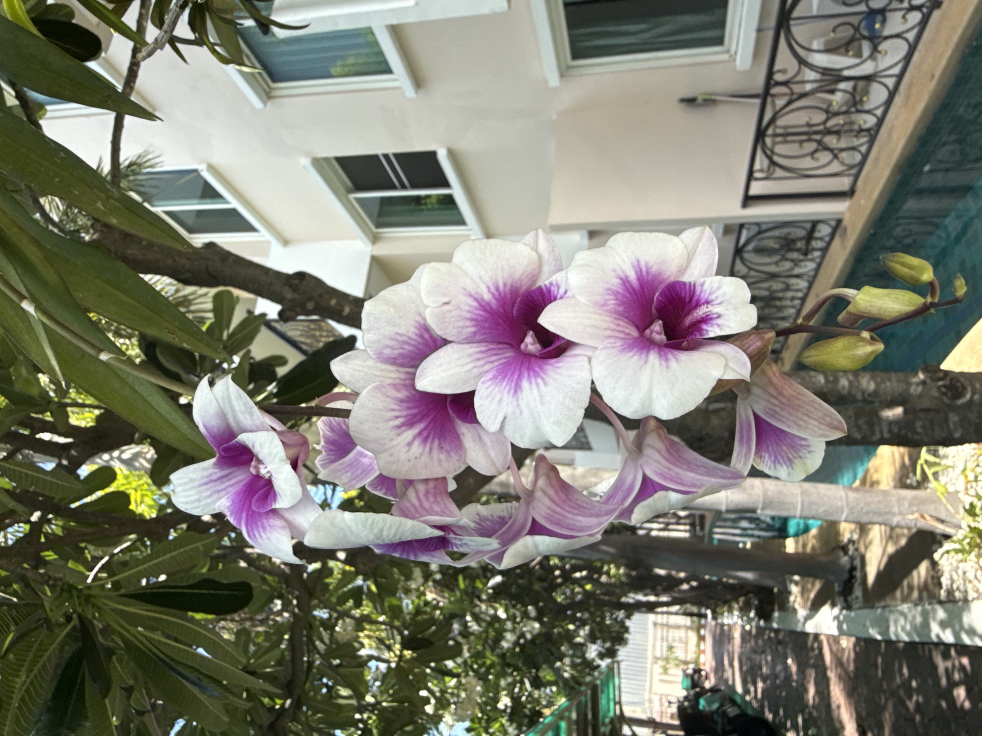 The image depicts a close-up view of a blooming orchid with white petals and vibrant purple centers, hanging from a tree branch. Behind the orchid, a light-colored building with multiple windows and a balcony with decorative metal railings is visible. To the left of the building, a walkway with trees and foliage lines the path. Further in the background, motorcycles are parked, and a glimpse of a green rooftop is seen. The overall setting appears to be an outdoor area, possibly a courtyard or a street in a tropical urban environment like Pattaya City, Thailand, given the lush greenery and architecture. The lighting suggests it is daytime with bright sunlight.