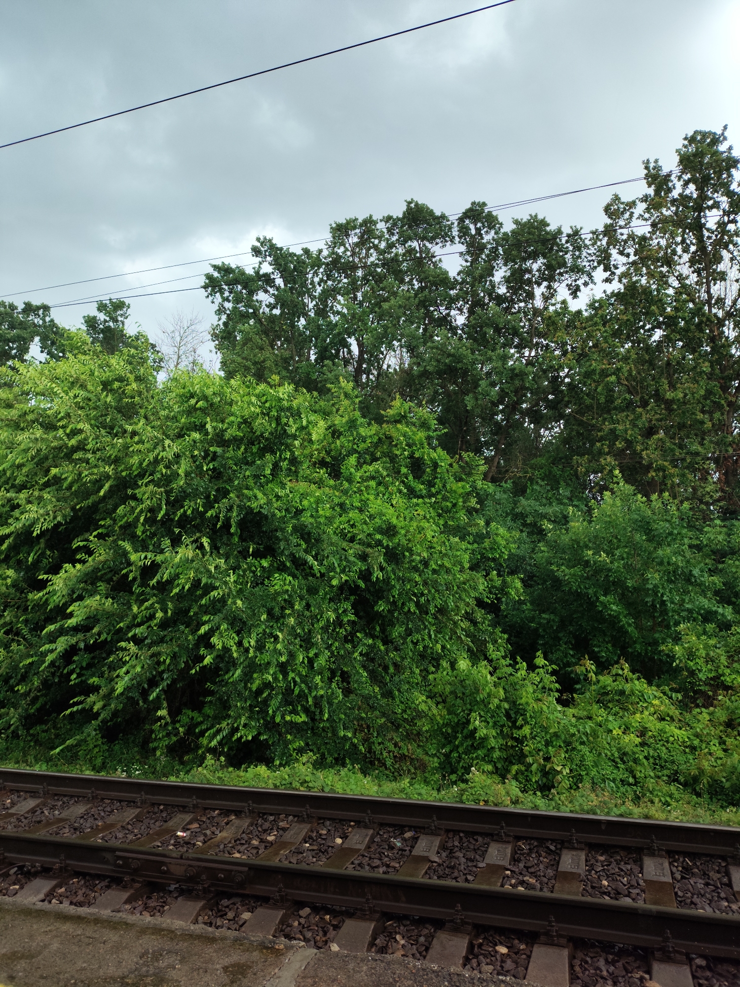 An overcast sky looms above a dense wall of vibrant green foliage, likely trees and bushes, suggesting a temperate climate with abundant vegetation. In the foreground, a set of railway tracks runs horizontally, composed of dark metal rails resting on gravel ballast. The tracks appear to be in active use, indicated by their sturdy construction and the presence of fasteners. The scene is devoid of any human presence. The image evokes a sense of nature encroaching on an industrial element, a common sight in areas where infrastructure intersects with the natural landscape. The lack of specific landmarks makes pinpointing the exact location within Znamenskiy, Russia challenging, but the scene is consistent with the region's geographical characteristics, which include extensive forests and railway networks.