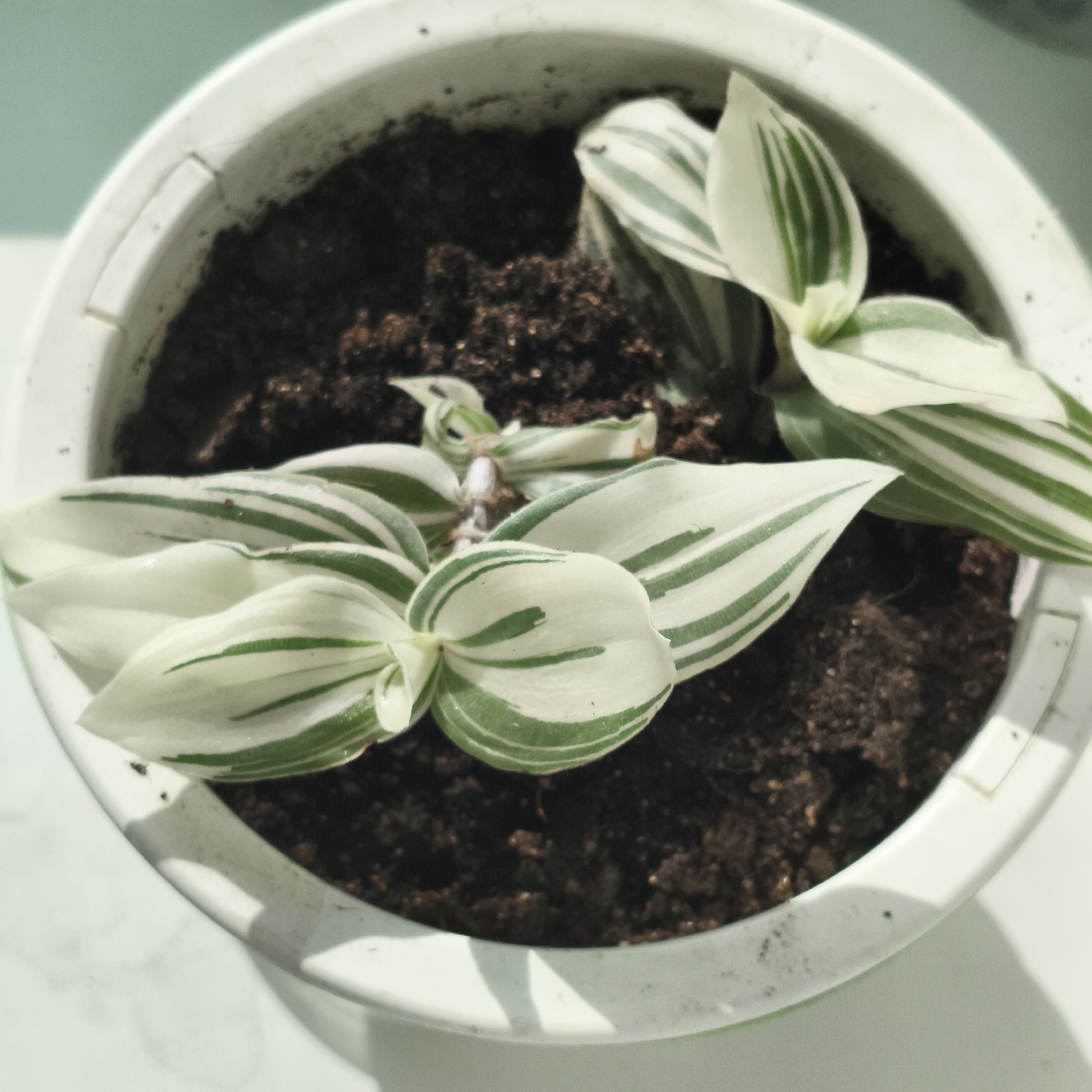 The image presents a top-down, close-up view of a small potted plant housed in a white plastic pot. The plant is characterized by its striking variegated leaves, which feature broad white sections interspersed with distinct green stripes running longitudinally. Multiple stems or cuttings are visible, with some showing more developed leaves and others just beginning to emerge from the dark, rich-looking soil.
The white plastic pot exhibits minor signs of wear, with some dark soil smudges on its inner rim and exterior. The pot casts a clear shadow on the light-colored surface beneath it, indicating bright, directional light, likely from a natural source such as a window, suggesting it is daytime. A soft, blurry background in a light blue-green hue is visible in the upper left corner. There is no discernible activity taking place, nor is any text visible in the frame. The scene is static, focusing entirely on the plant and its immediate container. This image was captured in Chaikovsky, Russia.