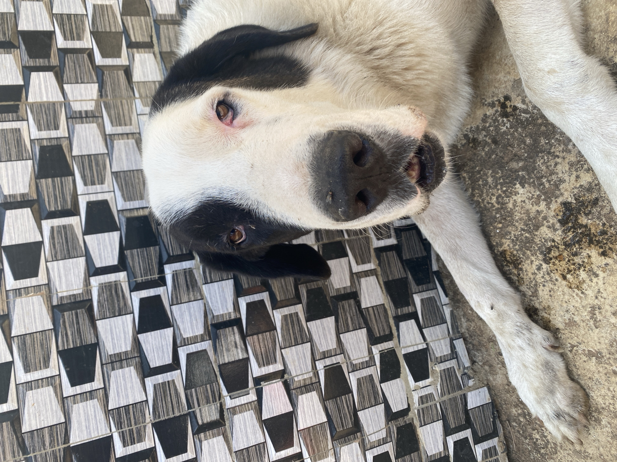 A black and white dog is captured in a close-up, high-angle shot, lying down and looking directly at the camera with its head slightly tilted. The dog's fur is primarily white, with distinct black patches around its left eye and ear. Its visible eye is brown and appears calm and curious. The dog's mouth is slightly open, revealing a glimpse of its teeth and tongue, suggesting a relaxed or possibly playful demeanor.
The dog is resting on a surface that transitions between two textures. To the left side of the frame, there is a patterned tiled surface featuring geometric shapes in shades of black, white, and grey, creating a textured, three-dimensional effect. To the right, the dog lies on a rough, greyish concrete or natural ground that appears worn and somewhat soiled. The clear, bright lighting indicates it is daytime, likely outdoors or in a well-lit open space. The scene is set in Maigizo, Nigeria. There is no visible text present in the image.