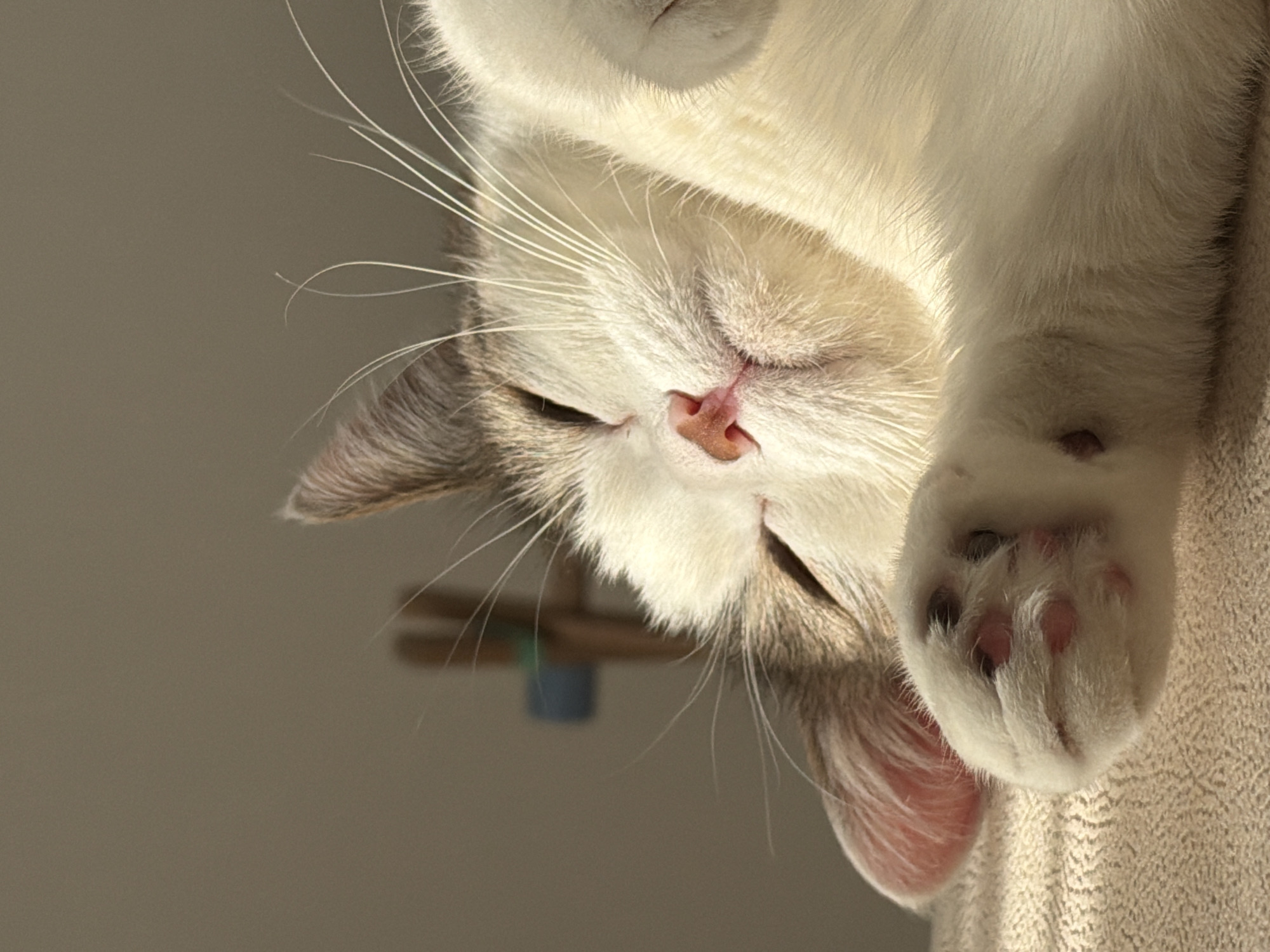 The image, originating from Kazan, Russia, depicts an indoor scene. A domestic cat, primarily white with grey-brown patches on its ears and the side of its head, is shown resting or sleeping. Its eyes are closed, and a prominent pink nose is visible. Numerous long, white whiskers extend from its muzzle. A front paw, displaying five distinct pink toe pads, rests on a textured, light beige fabric surface. Strong, warm light, indicative of direct sunlight, illuminates the cat's face and fur, creating bright highlights. The background consists of a blurred, plain light brown wall, with an indistinct dark wooden object and a subtle blue element partially visible in the upper left. No people or interactions are present.