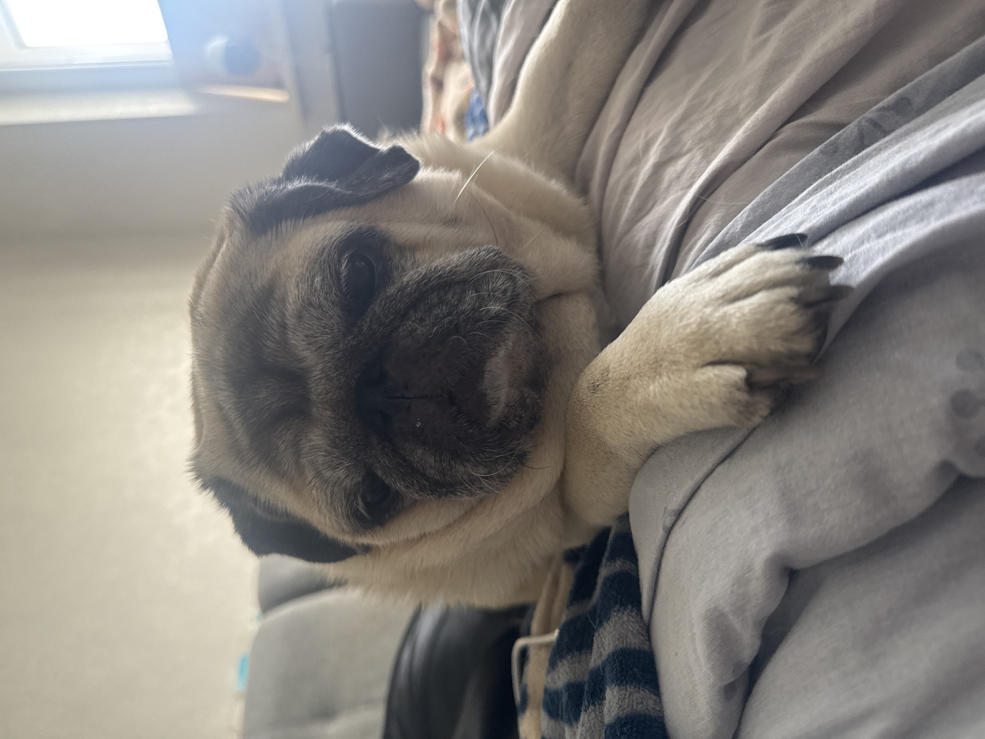 A pug rests on a bed, its head propped up on its front paws. The pug is light brown and fawn-colored, with a dark muzzle and ears. Its eyes are dark and expressive. The bed is covered in light-colored sheets, and a striped blanket is visible on the left side of the image. The background is out of focus, but appears to be a room with a window. The overall impression is one of a relaxed and comfortable pet.
