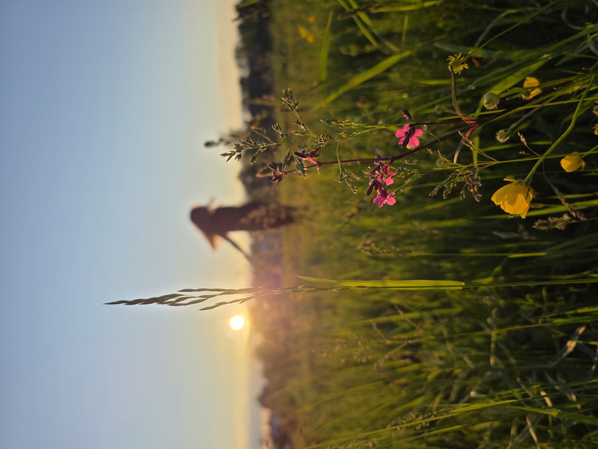 This media file, correctly oriented, depicts a serene natural landscape at either sunrise or sunset in Chaikovsky, Russia. The foreground is sharply focused, showcasing vibrant green grass, tall individual stalks, and an array of wildflowers, including bright pink blossoms and yellow buttercups, all bathed in a warm, golden light.
In the midground, a luminous, low-hanging sun emits a strong glow, casting a radiant orange and yellow hue across the horizon. Above, the sky transitions from a soft, clear pale blue to these warmer tones near the sun. A blurry, silhouetted figure of a person, likely female, is visible in the distance, partially obscured by the field, either standing or gently moving through the landscape, seemingly enjoying the moment.
The scene captures the beauty of the golden hour, with soft, diffused light highlighting the natural elements. There is no specific activity overtly taking place, but rather a sense of peaceful contemplation or appreciation of nature. No text is visible in the image.