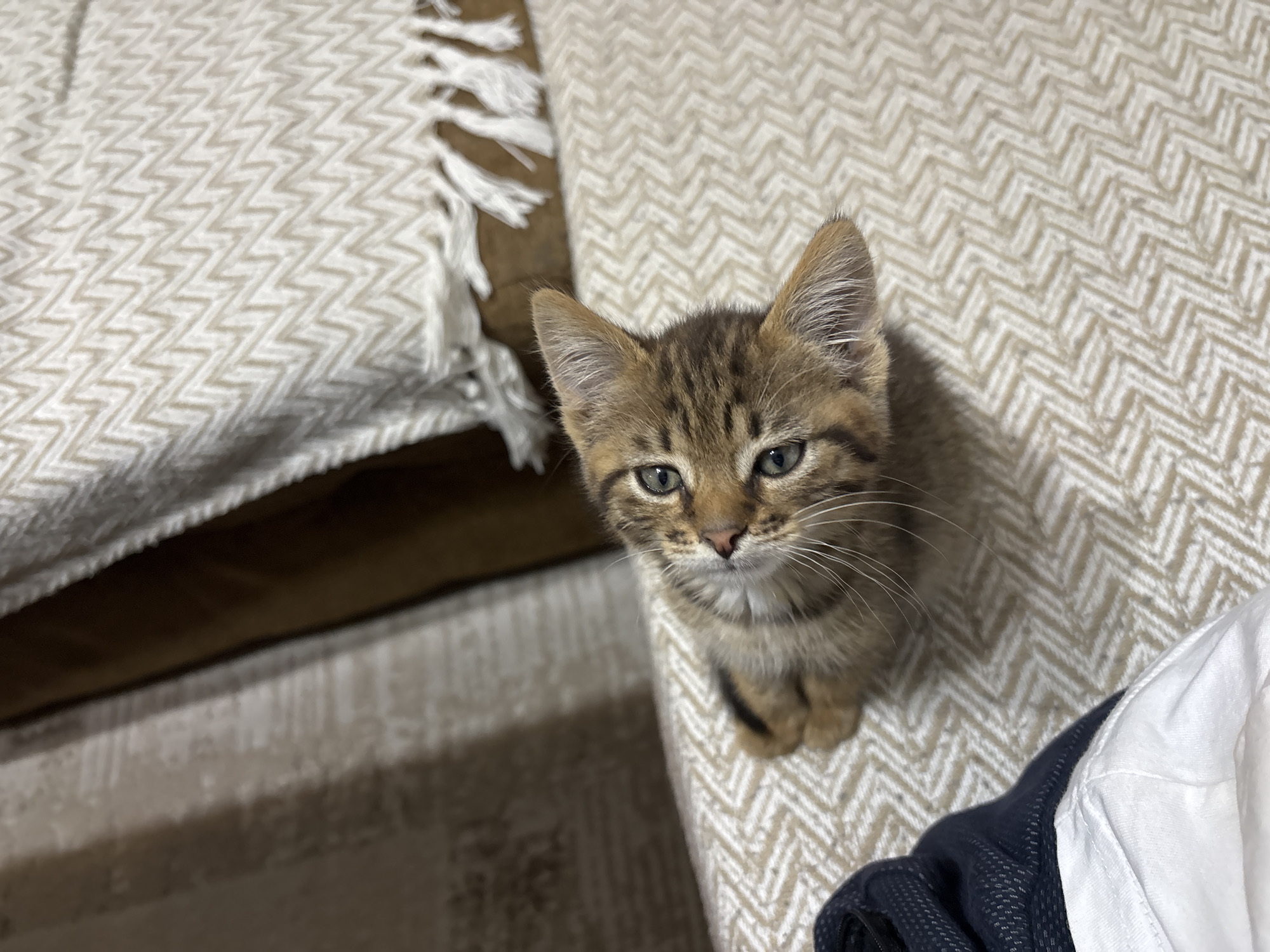 A brown tabby kitten is perched on a textured beige sofa, looking upwards towards the camera with wide green eyes. The kitten's fur has a striped pattern. To the left of the kitten, a folded dark blue and white garment is visible. In the background, a cream-colored throw blanket with a chevron pattern and tassels hangs over the back of the sofa. The setting is an indoor environment.