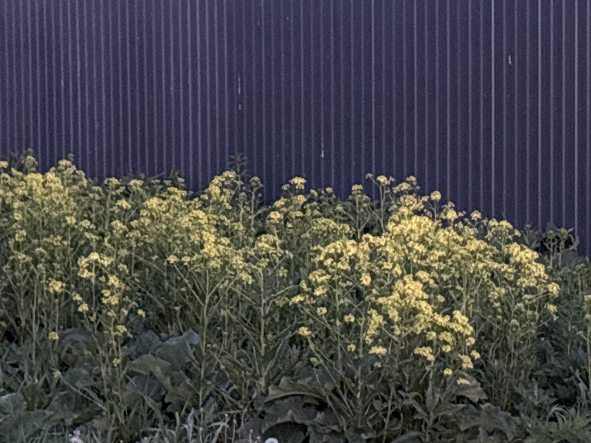 A medium shot shows a patch of flowering plants in front of a blue, corrugated wall. The plants, primarily green with clusters of small yellow flowers, are densely packed. The wall behind the plants is a dark blue or purplish hue and has a vertical, corrugated texture. The location is Unknown, Unknown. There are no people visible.