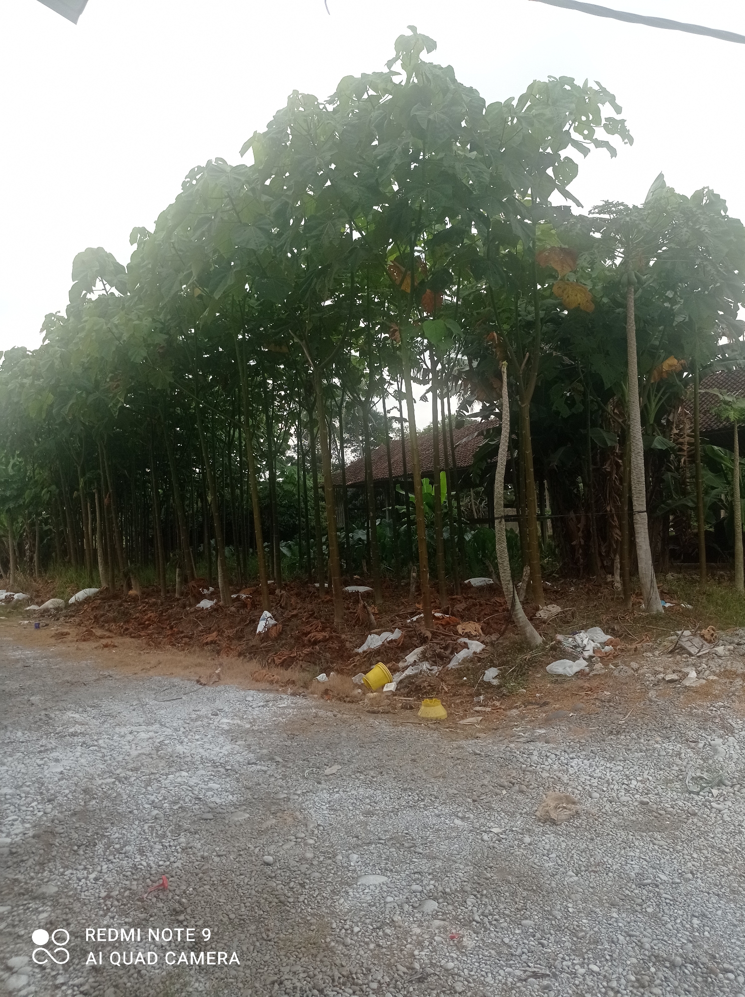 The image shows a row of young trees planted along a dirt path in Penaruban, Indonesia. The trees are slender and tall with broad green leaves. Behind the trees, a building with a tiled roof and some vegetation can be seen. The ground in the foreground is covered with gravel and scattered debris, including plastic bags and yellow containers. The sky is overcast. A watermark at the bottom left of the image indicates it was taken with a Redmi Note 9 AI Quad Camera.