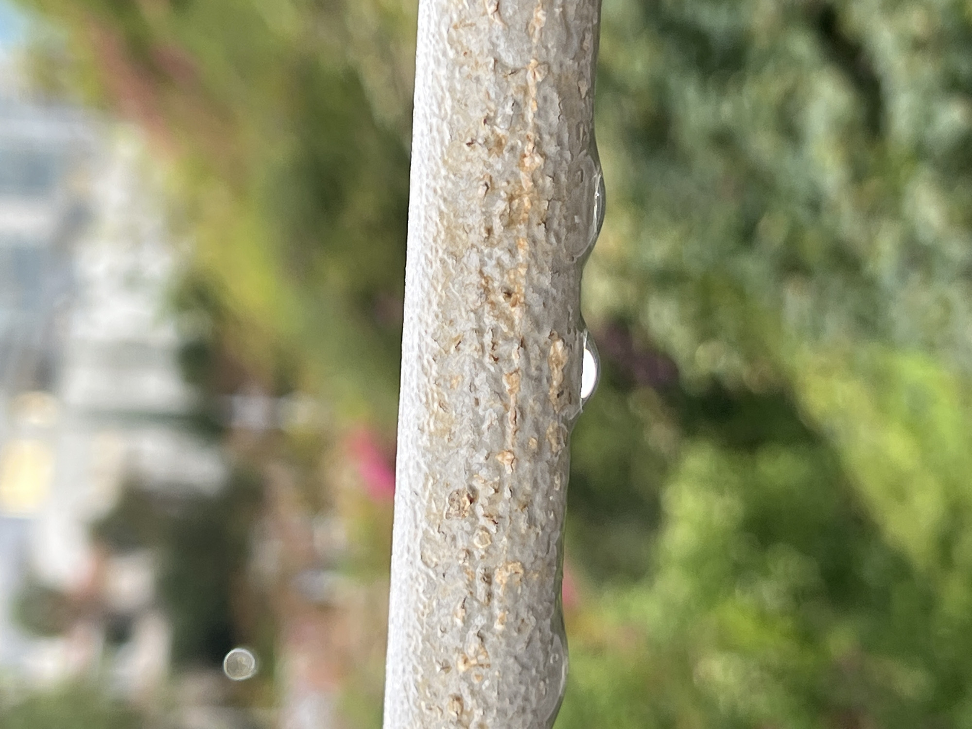 A close-up shows a light-colored tree branch with two droplets of water clinging to it. The branch is textured and slightly rough. The background is blurry, revealing green foliage and a glimpse of a building in the distance. This image was most likely taken in Tel-Aviv, Israel.