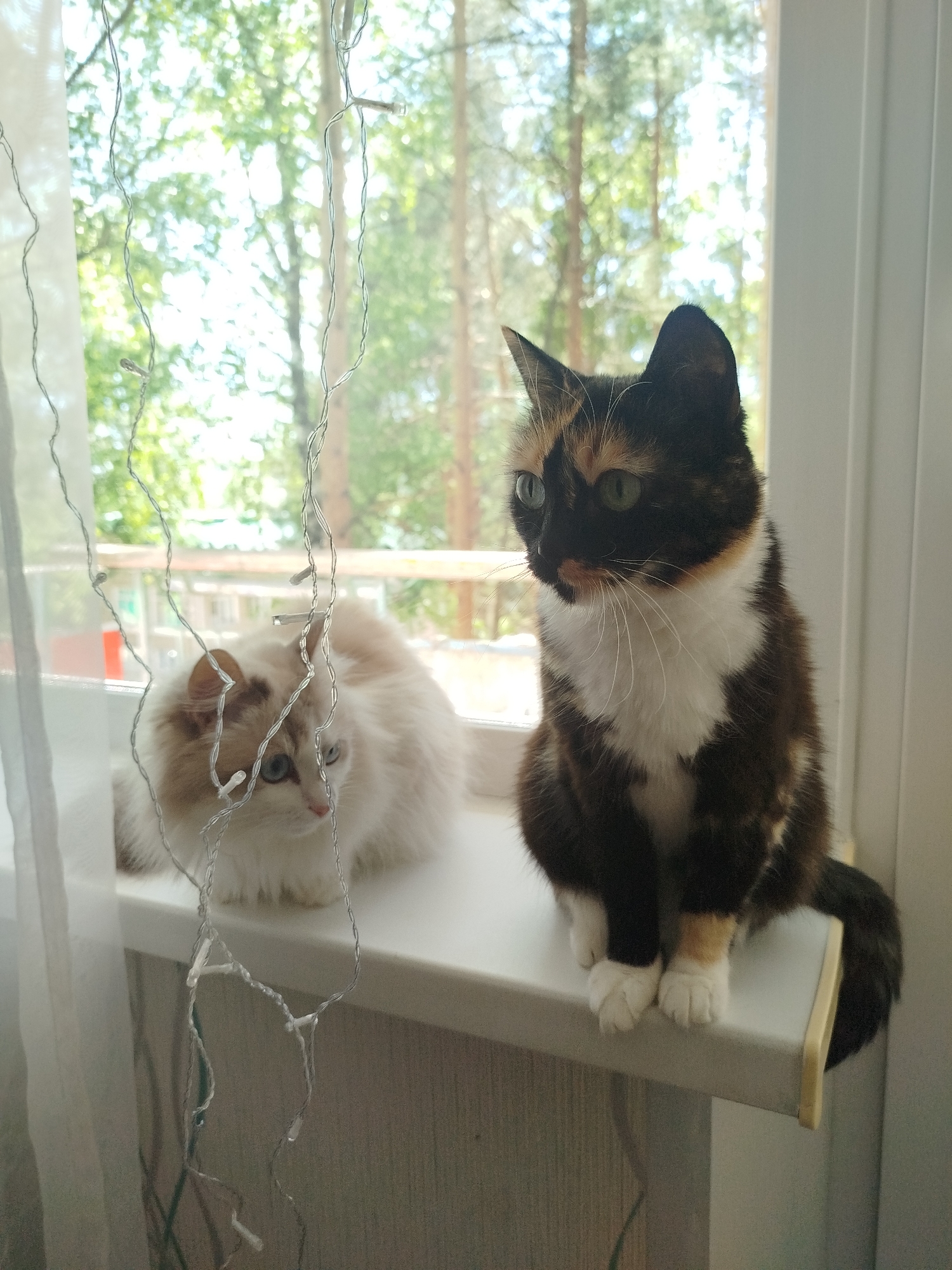 Two cats are positioned on a windowsill in front of a window. The cat on the left is long-haired and white with brown markings and blue eyes. The cat on the right is a calico cat with black, brown, and white fur, and green eyes. String lights are hanging down in front of the cats. Beyond the window, trees and a hint of a building are visible. The location is likely indoors, near a window overlooking an outdoor scene.