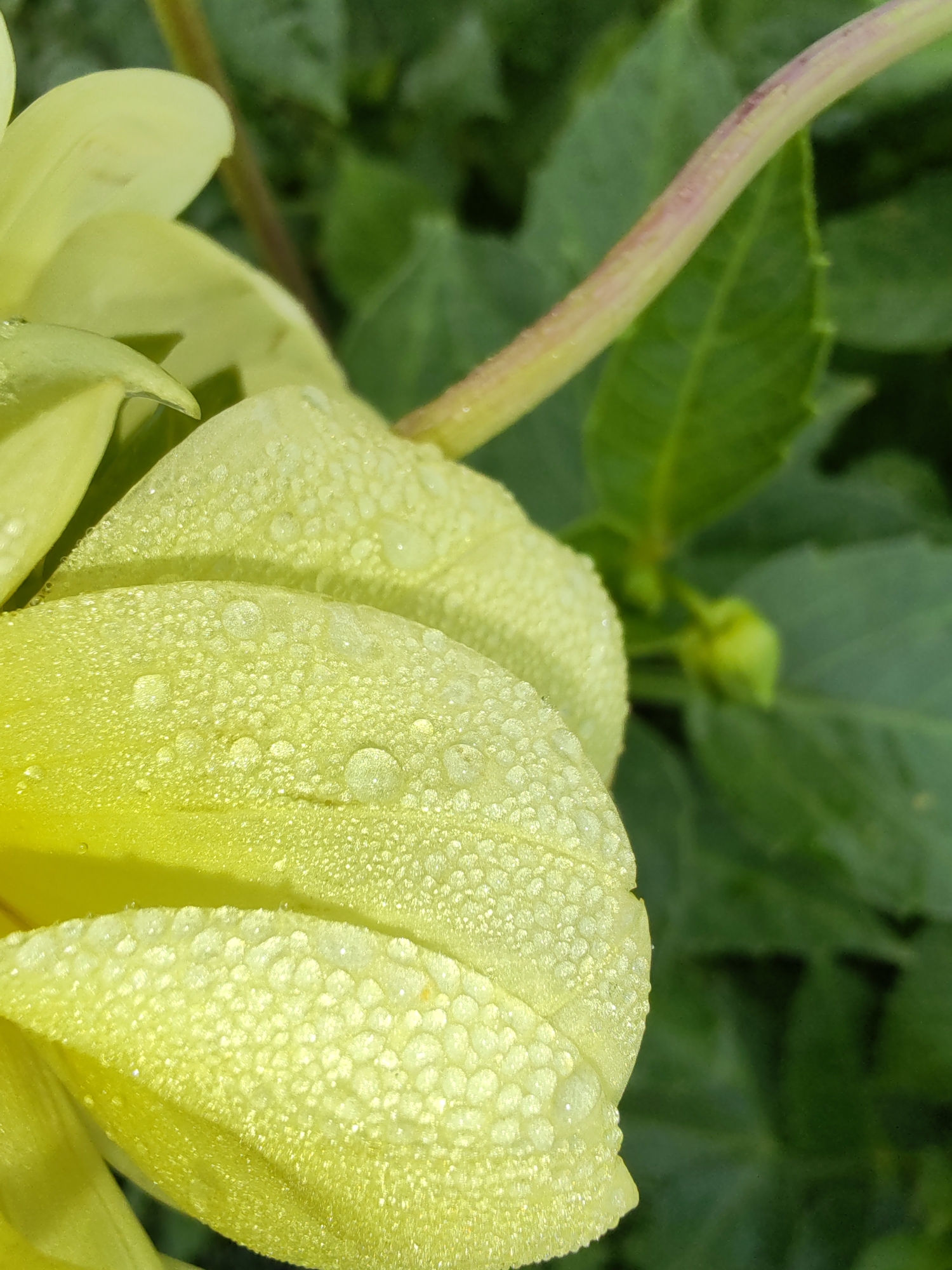 The image is a close-up, vertical shot of pale yellow flower petals covered in tiny water droplets, suggesting a dewy morning. The petals are soft and slightly curved, with a textured surface due to the water. In the background, out of focus, are lush green leaves and a thin, reddish-purple stem arching across the frame. The lighting appears natural and soft. There are no people or explicit signs of human activity. The scene is natural and focuses on the intricate details of the flower and dew. The location of Чухлэм, Russia, is not visually evident from the image itself; it is provided as contextual information.