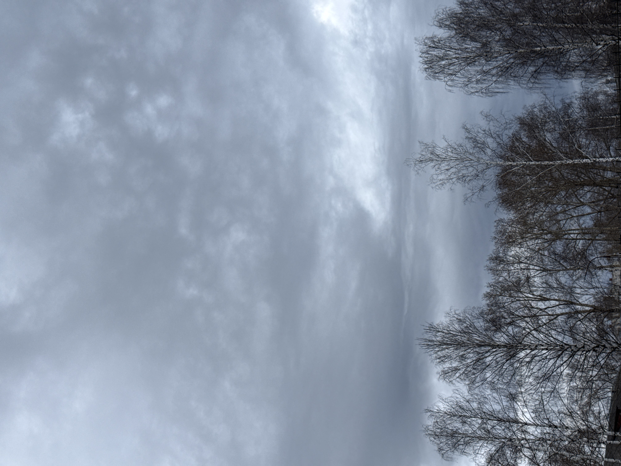 An outdoor scene captures a grey, overcast sky dominating the left side of the frame, with a dense cluster of bare deciduous trees on the right. The image, likely depicting winter or early spring in Chaikovsky, Russia, is presented in a vertical orientation, as if looking upwards towards the tree canopy and sky.
The sky is a uniform, muted grey, filled with soft, diffused clouds that show subtle variations in texture and brightness. There are no clear patches of blue sky or direct sunlight, indicating a heavily overcast day. The light appears gentle and ambient.
On the right side, several trees stand tall, their branches intricately interwoven against the cloudy backdrop. These trees are bare of leaves, typical of deciduous species during colder months, and their fine branches create complex, dark silhouettes. A few branches exhibit a faint white dusting, possibly frost or light snow, adding to the wintery ambiance. The overall impression is one of natural stillness and a subdued, cold atmosphere.
There is no discernible activity or event taking place, and no people are visible. The scene is static, focusing on the natural elements of sky and trees. No visible text is present in the image. The cool color palette of greys and browns reinforces the cold weather conditions suggested by the bare trees.