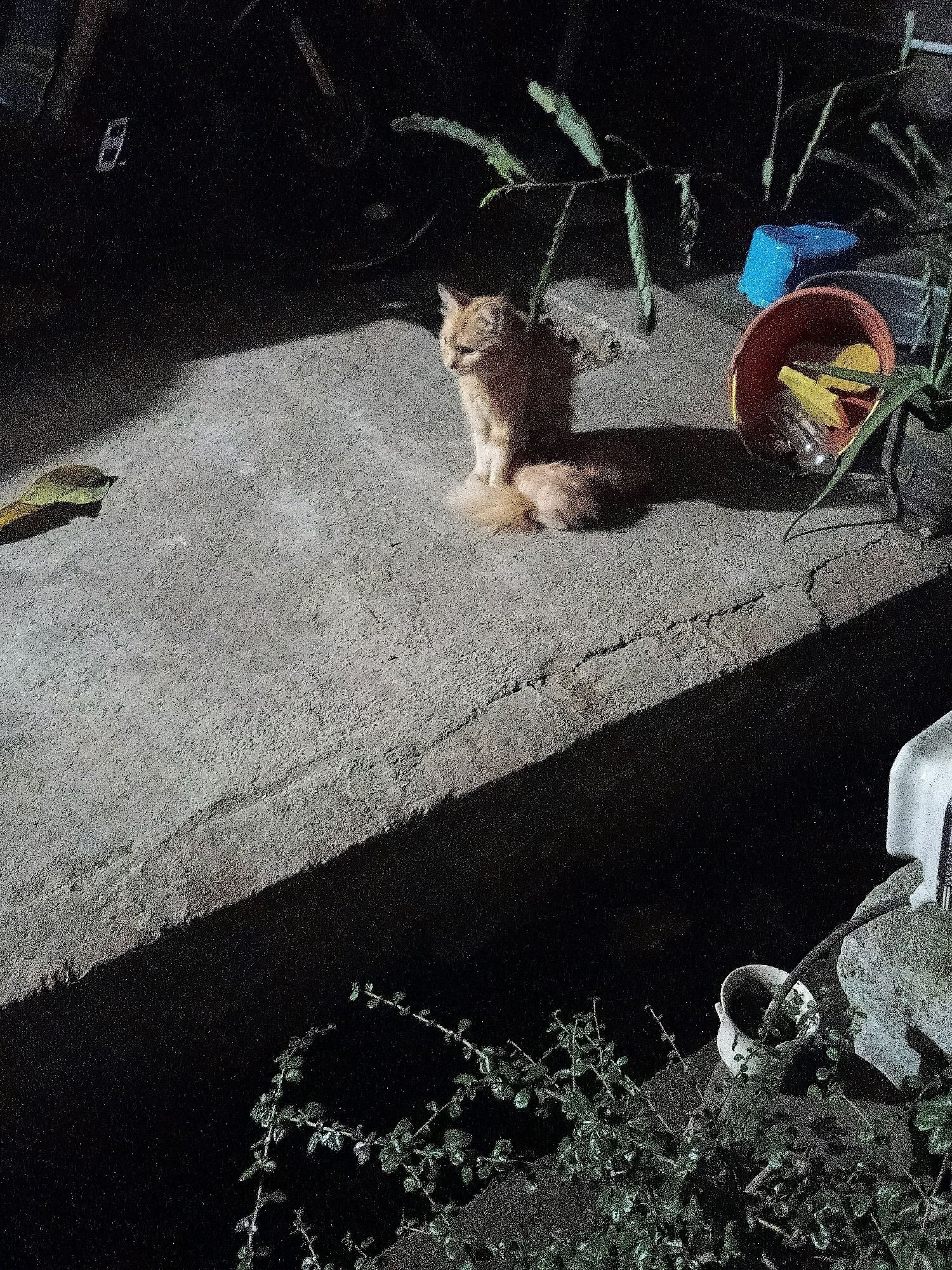 A ginger cat with a bushy tail sits on a concrete surface at night, illuminated by artificial light. To the left, a yellow leaf lies on the concrete. In the background, a blue object and an overturned terracotta pot containing yellow objects are visible. Several leafy plants are present in the scene. The image appears to be taken outdoors in a somewhat unkempt area, possibly a yard or alleyway. The overall setting suggests an urban environment, though no specific landmarks definitively place it in Cikal, Indonesia.