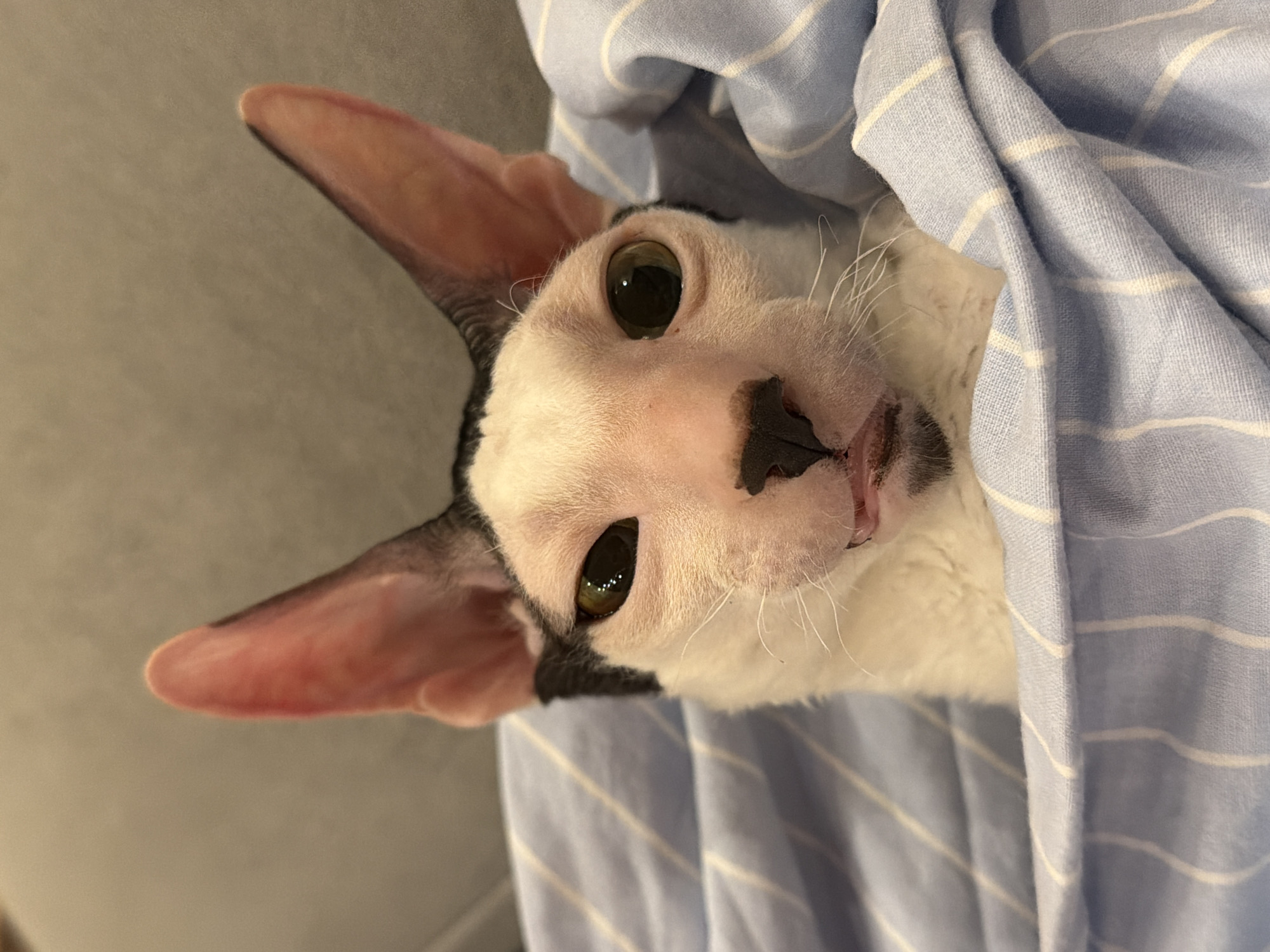 A close-up, head-on, eye-level shot shows a Cornish Rex cat peeking out from a light blue and white striped blanket. The cat's face is predominantly white with black markings on its head and around its eyes. Its large ears, characteristic of the breed, are pointed upwards and appear slightly pink on the inside. The cat's eyes are a striking green-yellow. Its mouth is slightly open, revealing a pink tongue and a hint of its teeth. The cat is nestled within the folds of the blanket, which creates a soft, textured foreground. The background is out of focus, appearing as a muted gray, likely a wall or furniture. No specific location in Yekaterinburg, Russia, can be determined from the image.